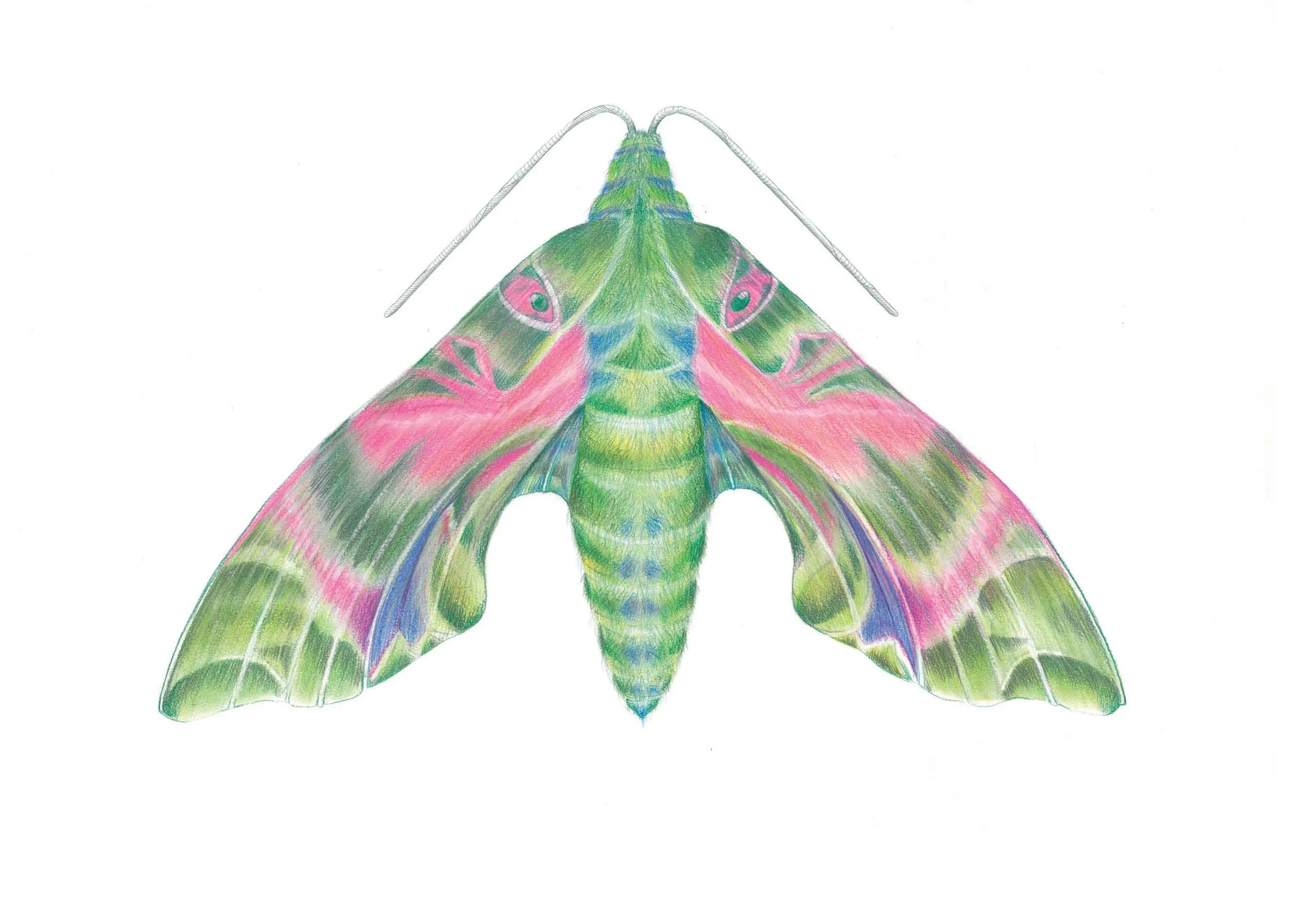 Oleander moth.jpg