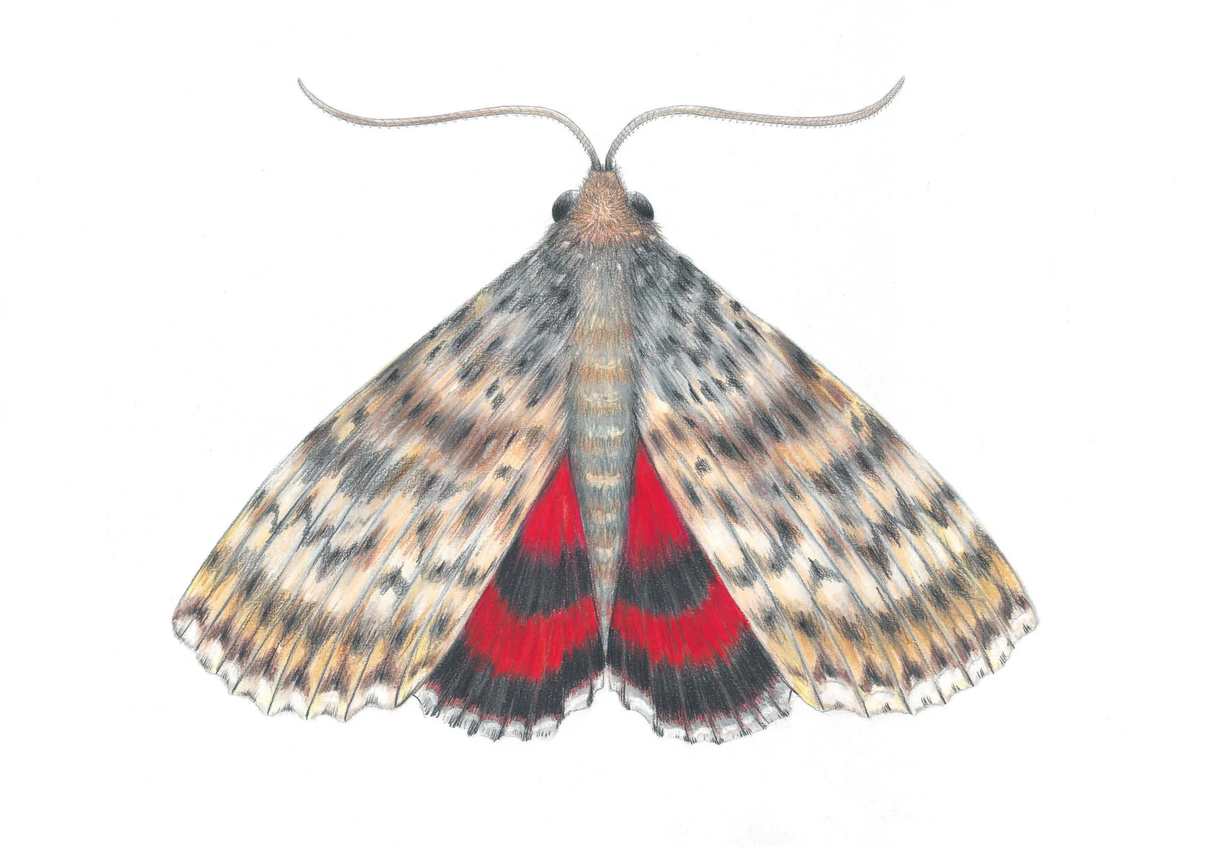 Red Underwing moth.jpg