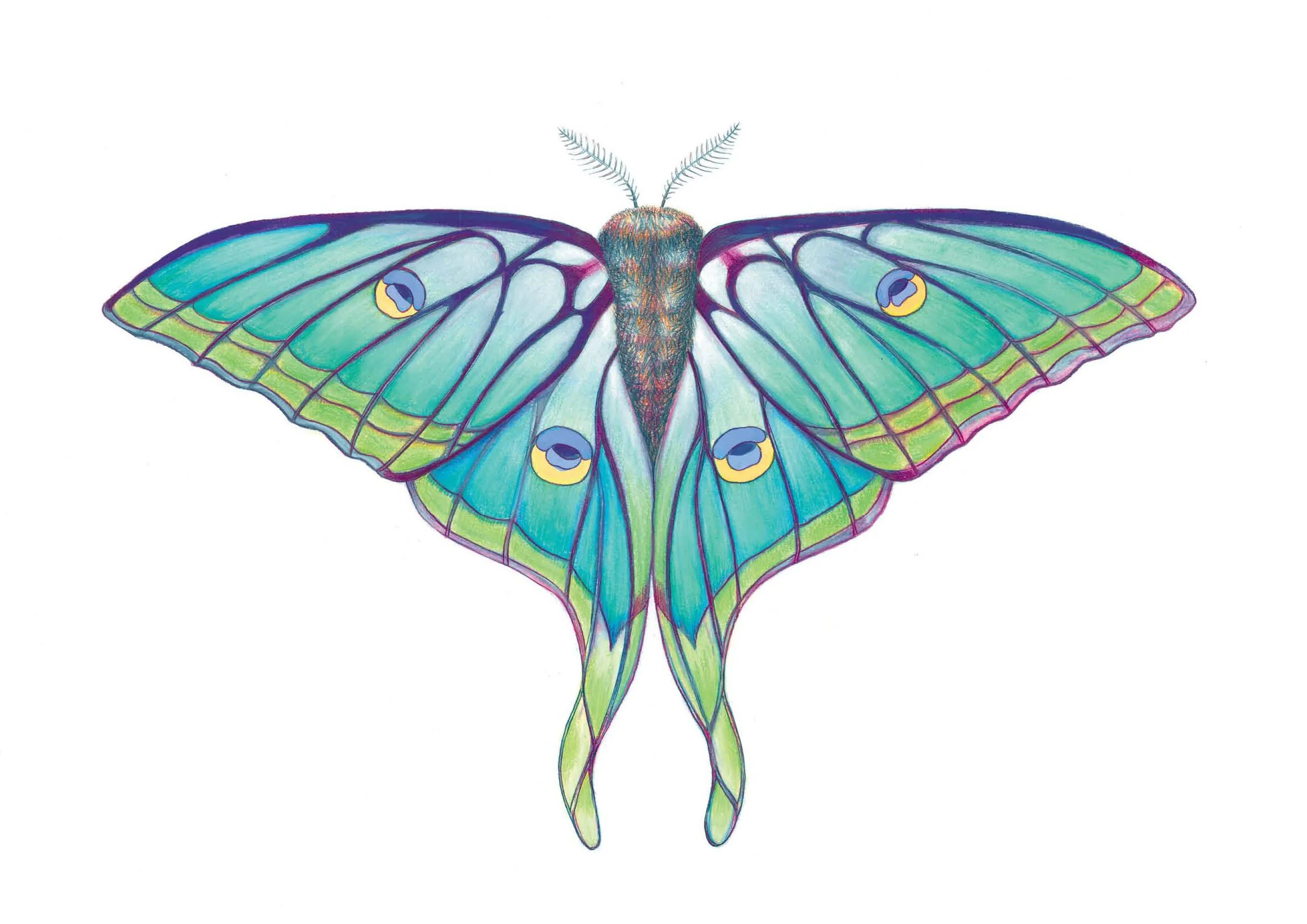 Spanish Lunar moth.jpg