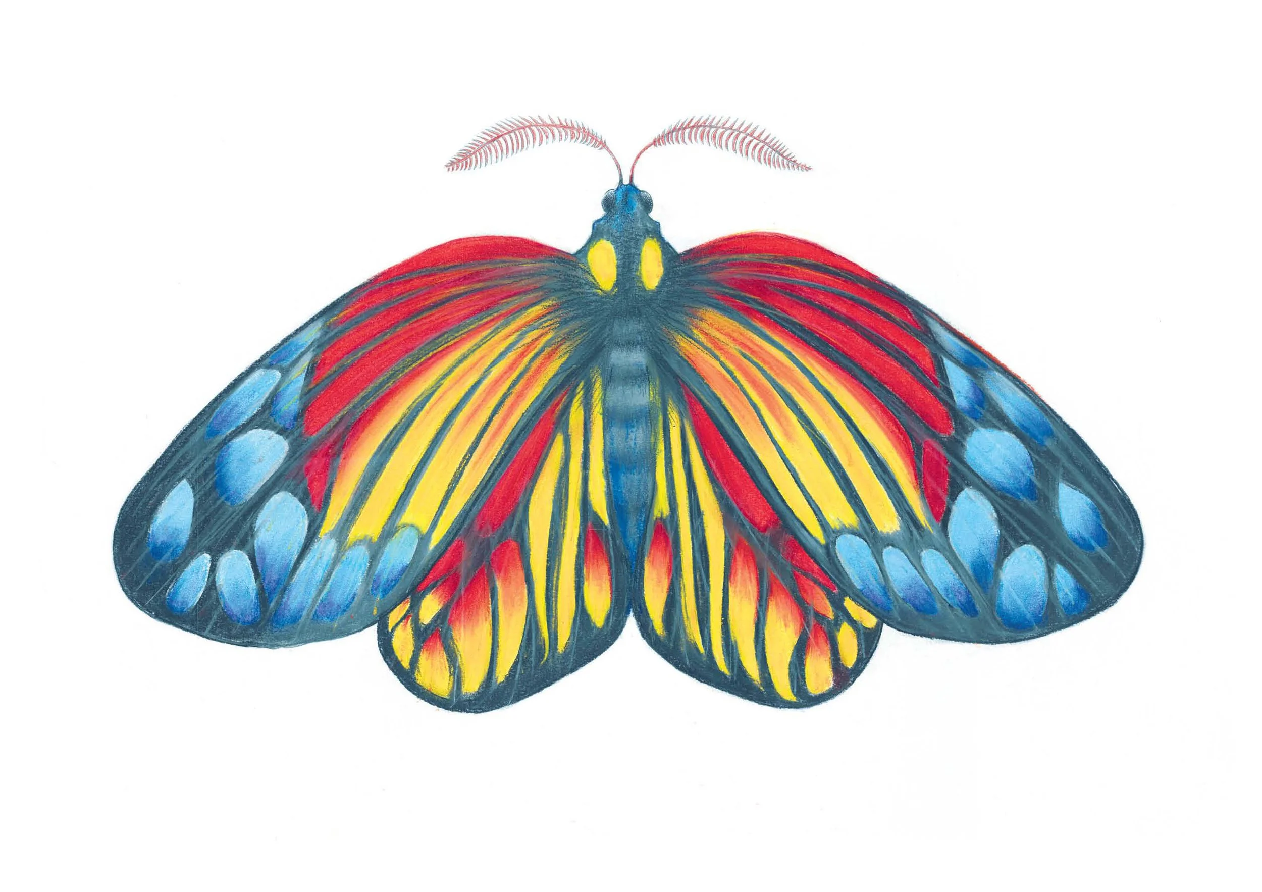 Harlequin moth.jpg