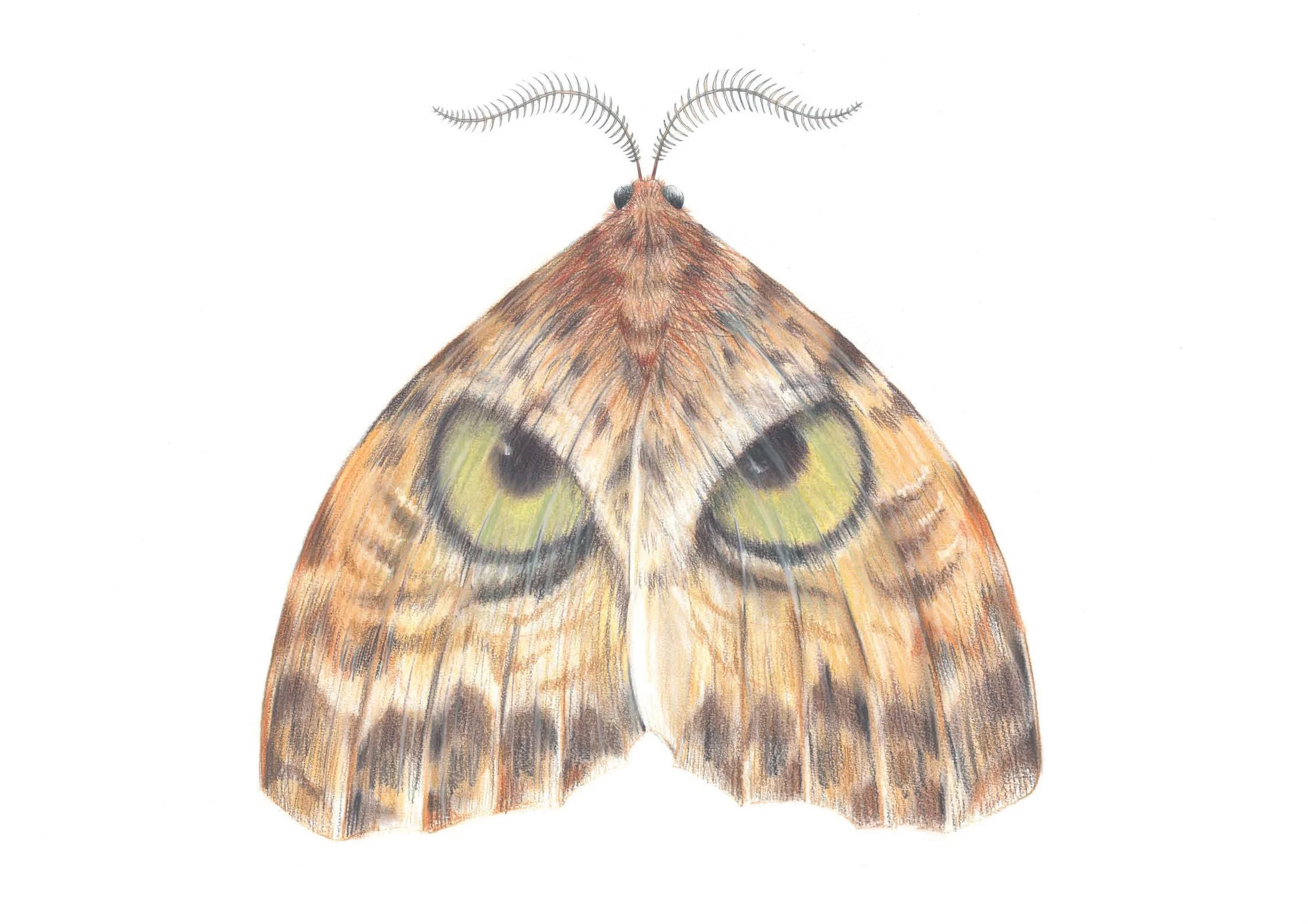 Owl Moth.jpg