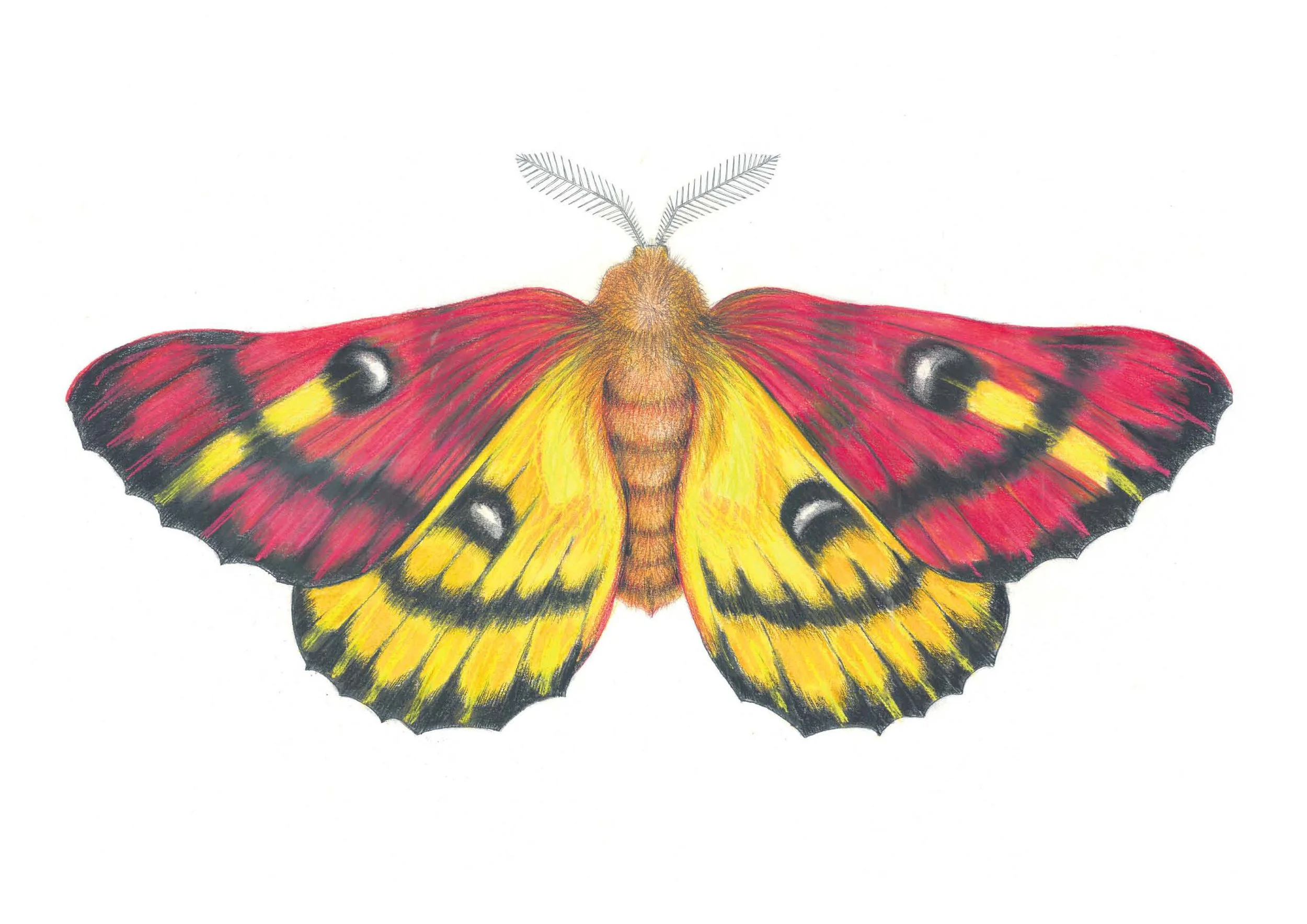 Sheep Silk Moth.jpg