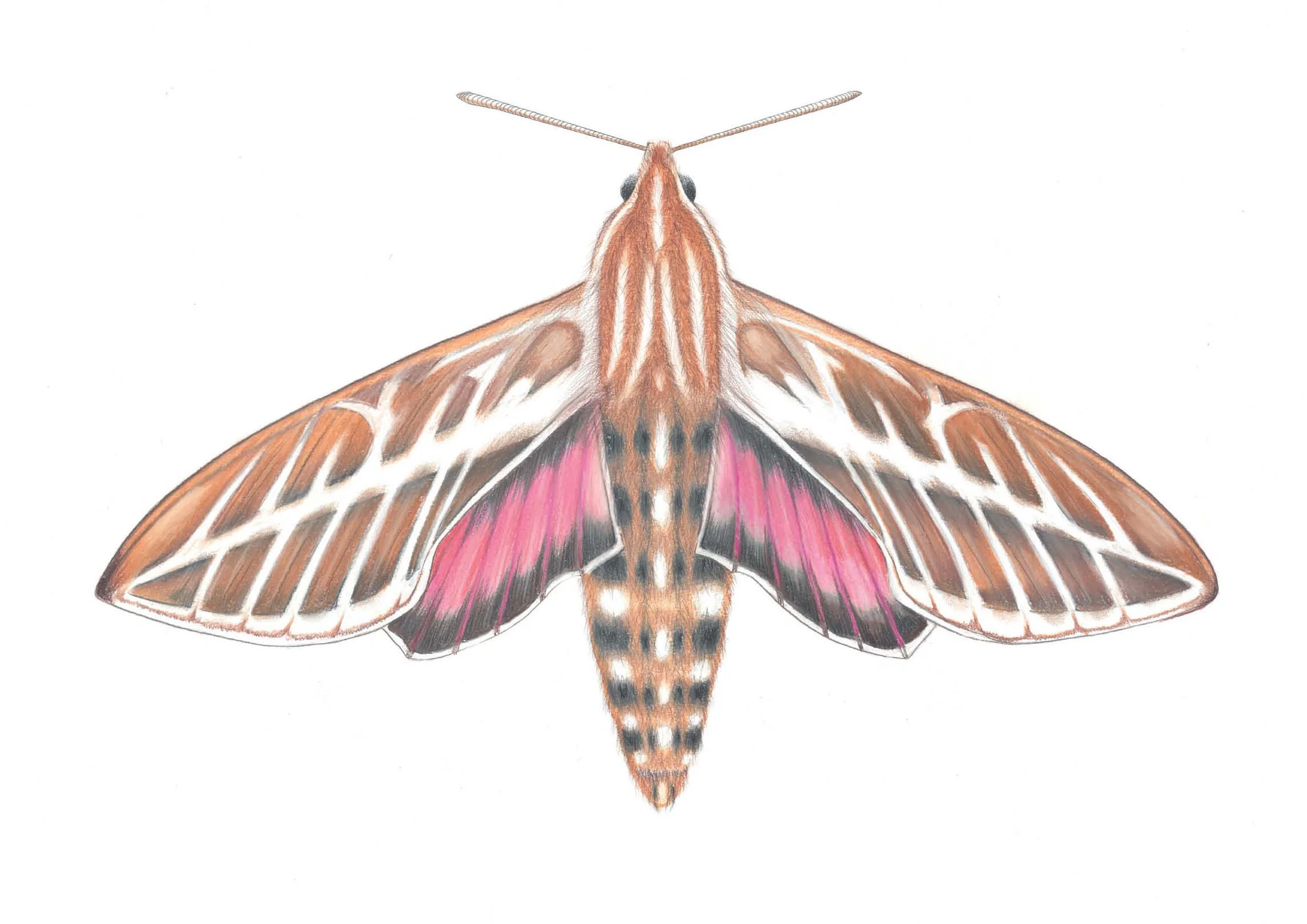 Sphinx Moth.jpg