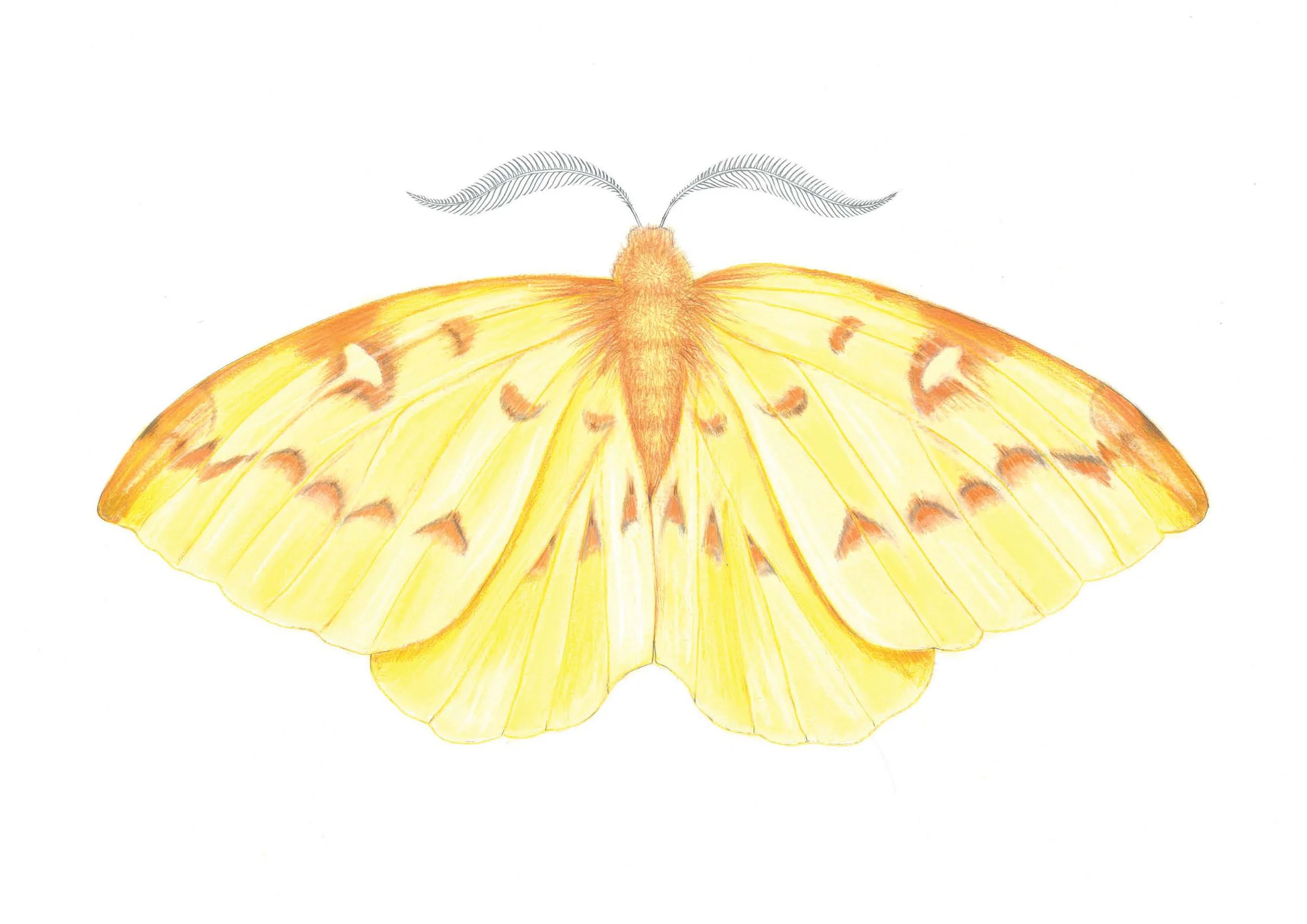 Brimstone moth.jpg