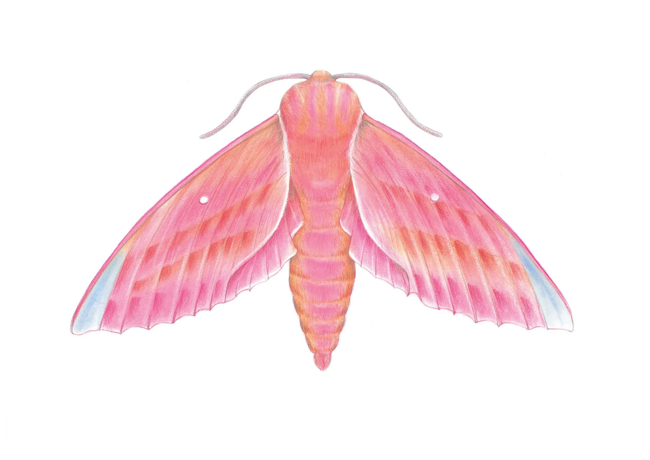 Elephant hawk moth.jpg