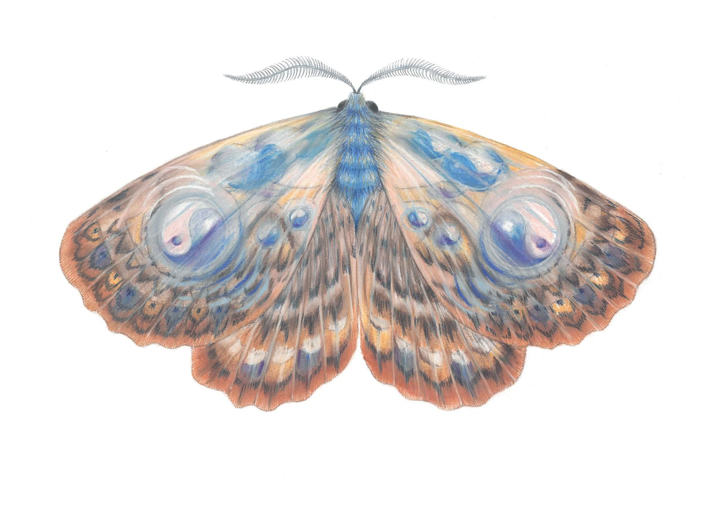 Taijitu moth.jpg