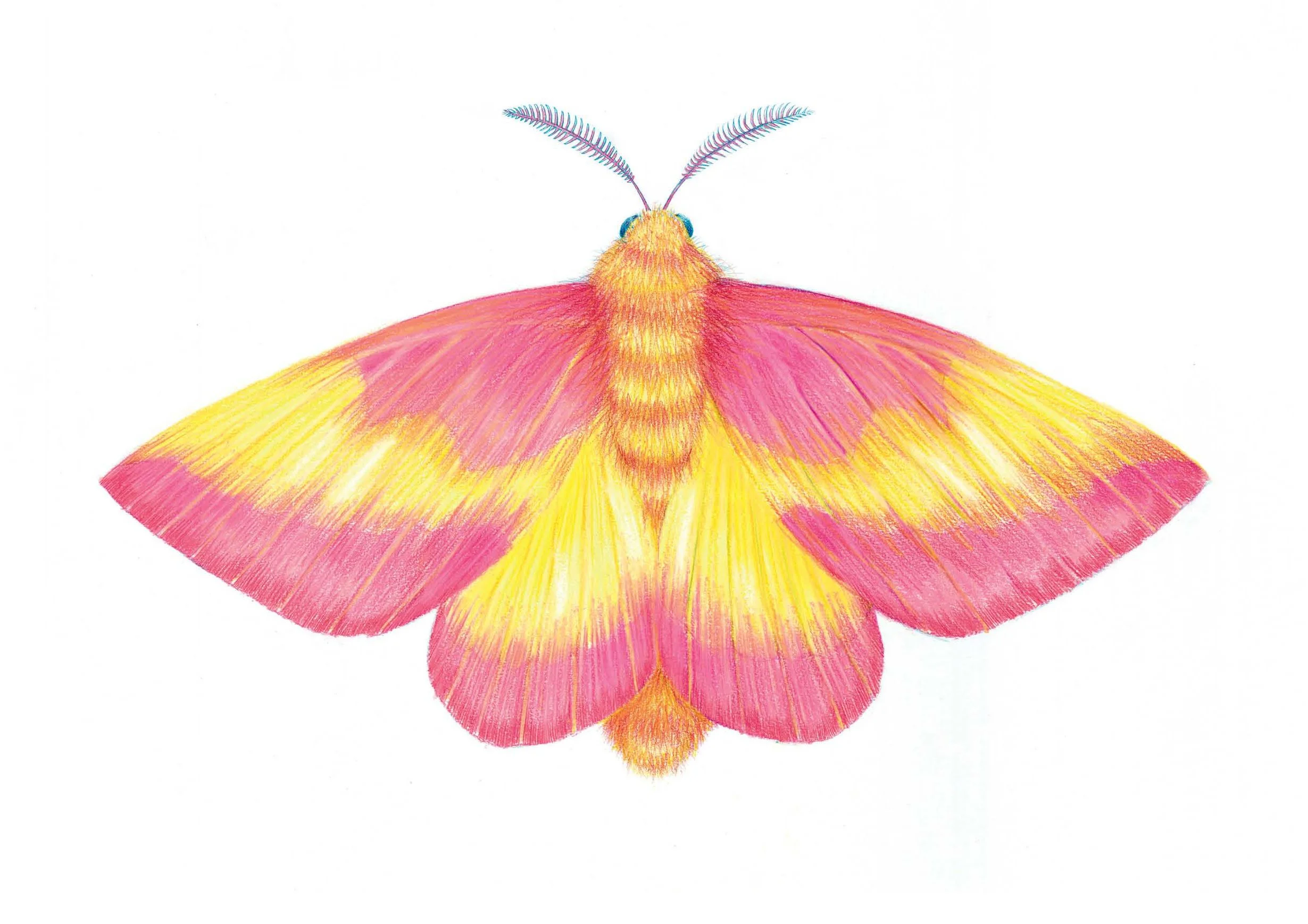Rosy Maple moth.jpg