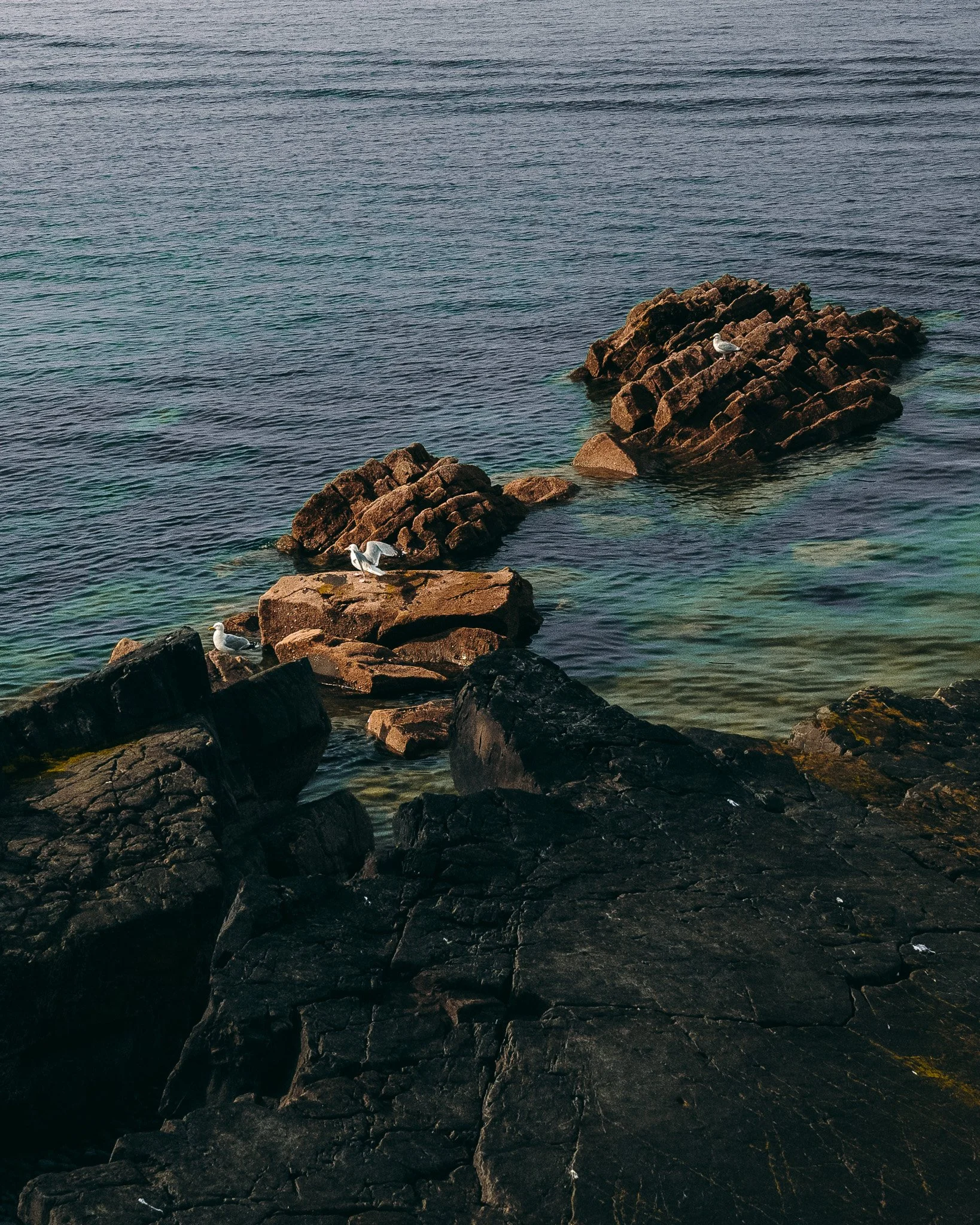 Seaside scene with large dark rocks in the foreground and a series of smaller rocks extending into the water. Several seagulls are perched on the rocks, and the water is calm with a mix of dark and light shades.