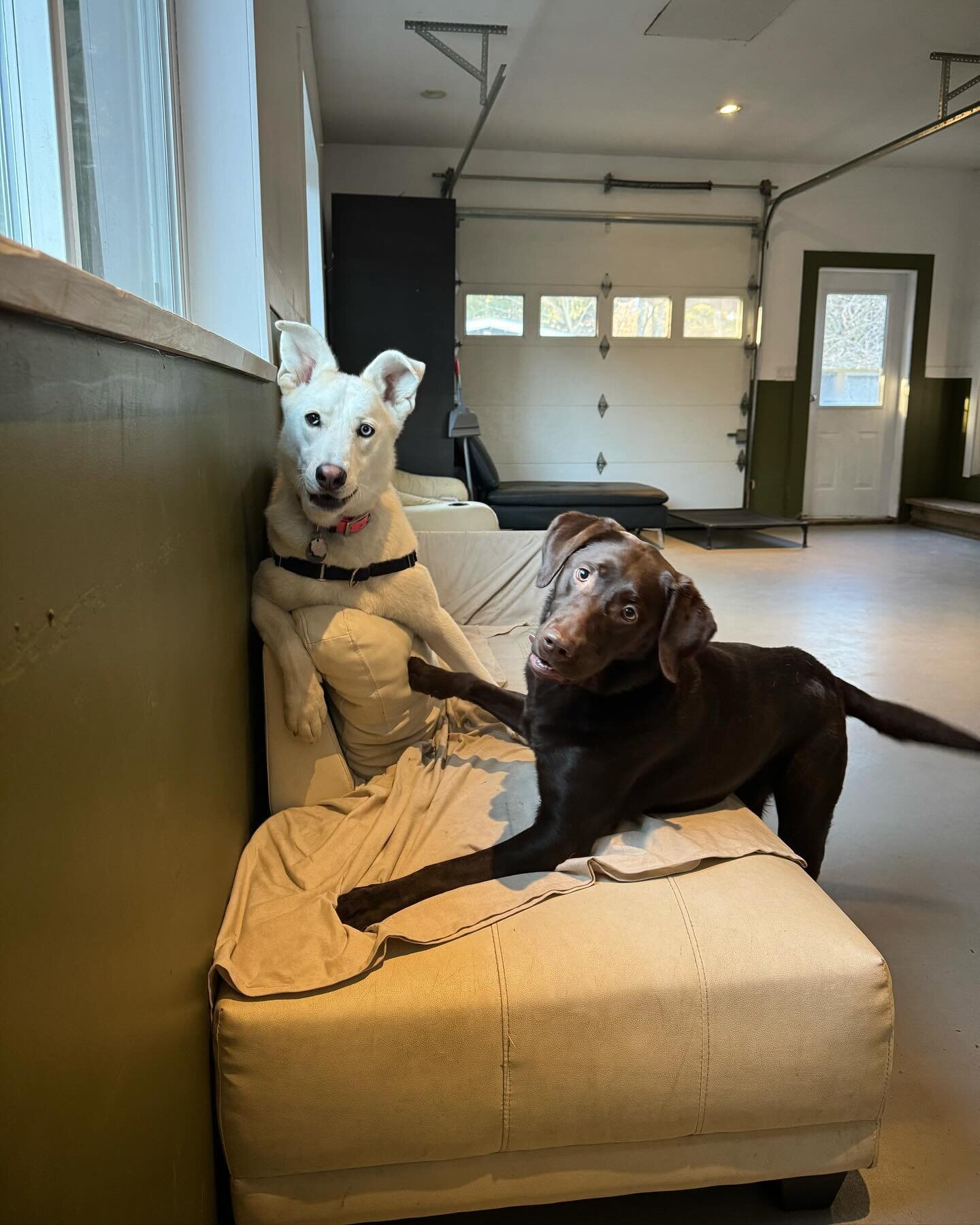 We post many photos of our awesome adventures, but did you know we also have a fantastic facility? Great for a post-hike snooze or supervised socialisation with friends in any weather. From sofas by the fireplace to a vast sand pit and agility yard, 