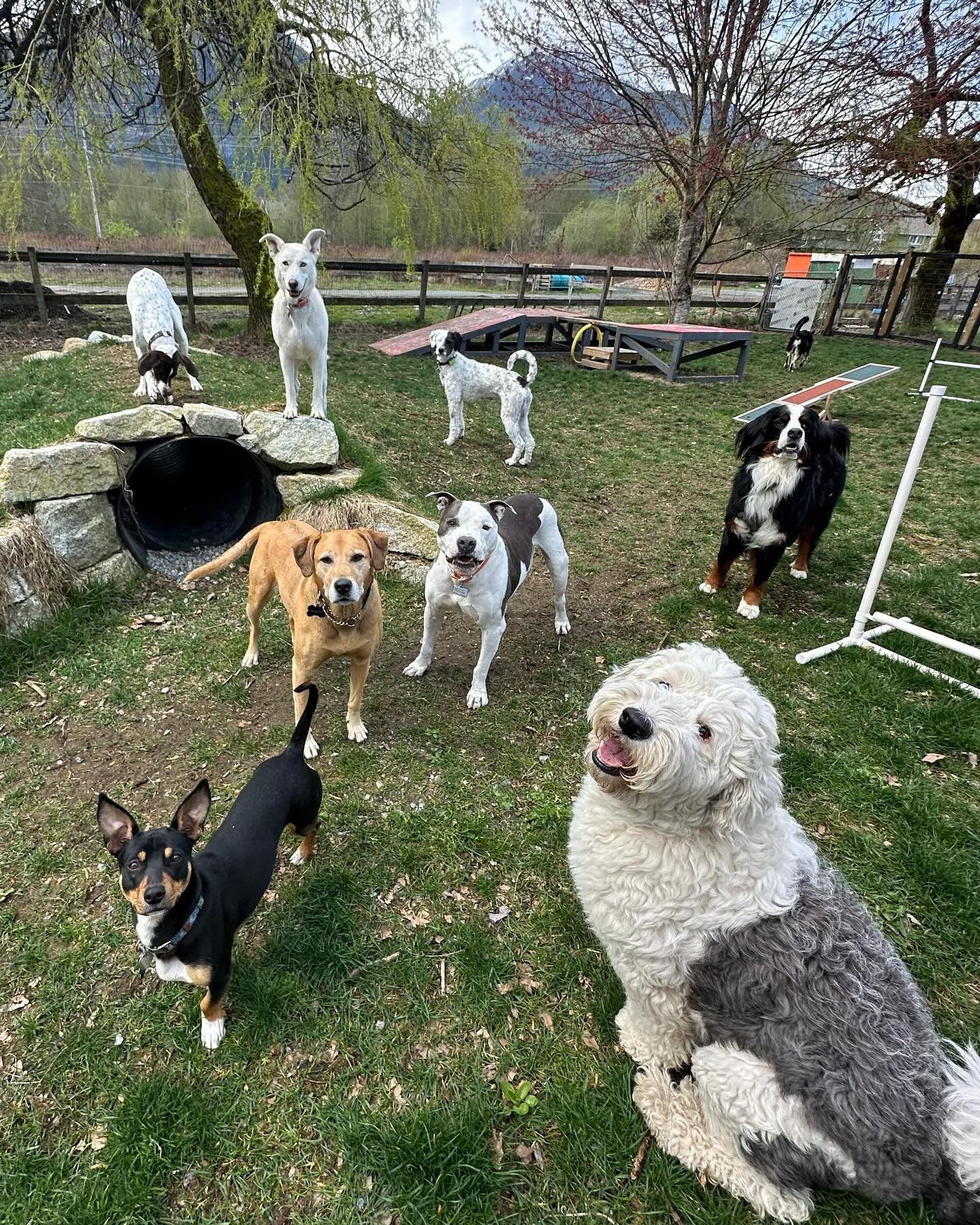 A few recents of (some of) the Doghaven Crew 🐕🐕&zwj;🦺🦮🐩