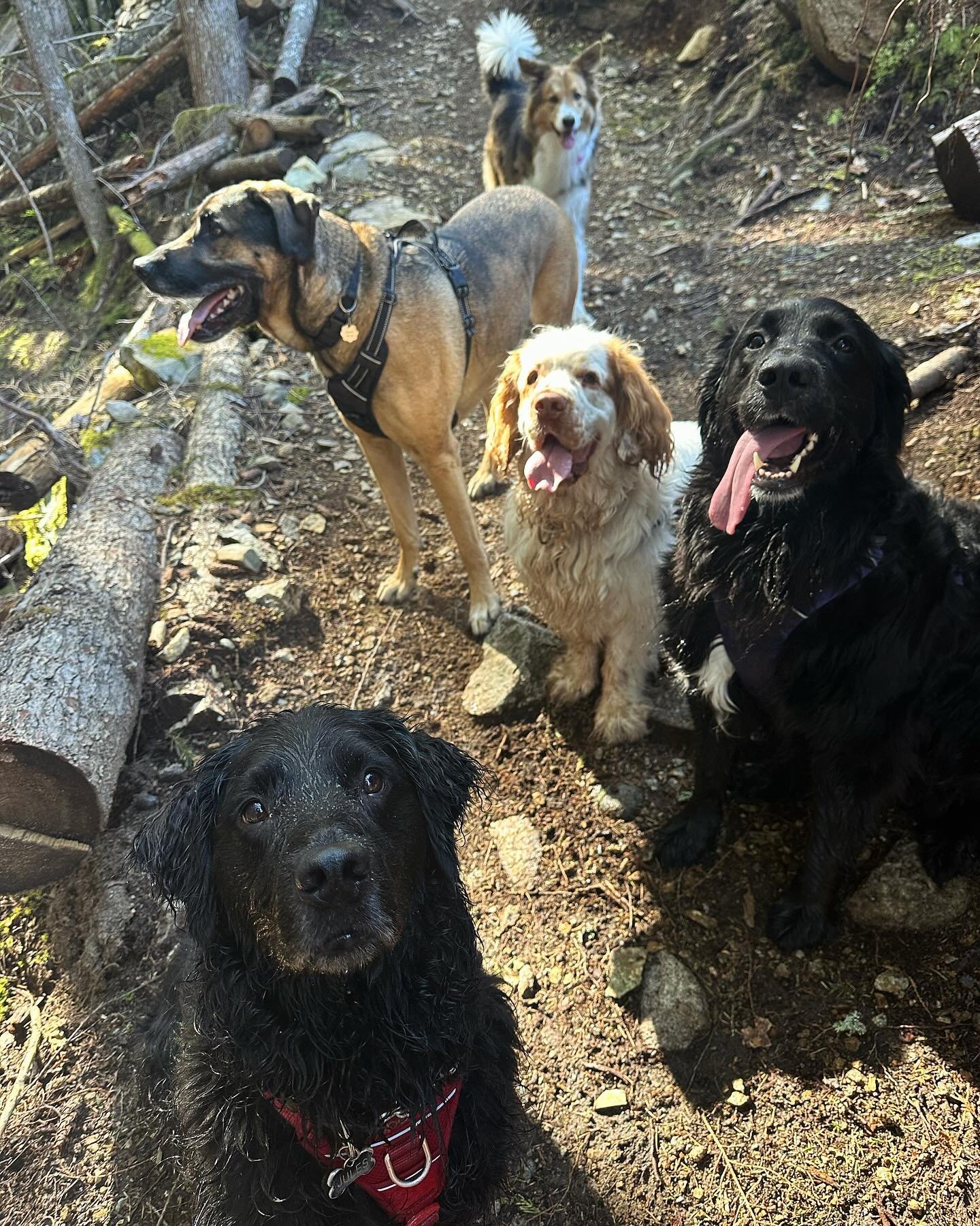 Wednesday morning hiking crew 🐾 Swipe to the end for a happy Marshall 😋