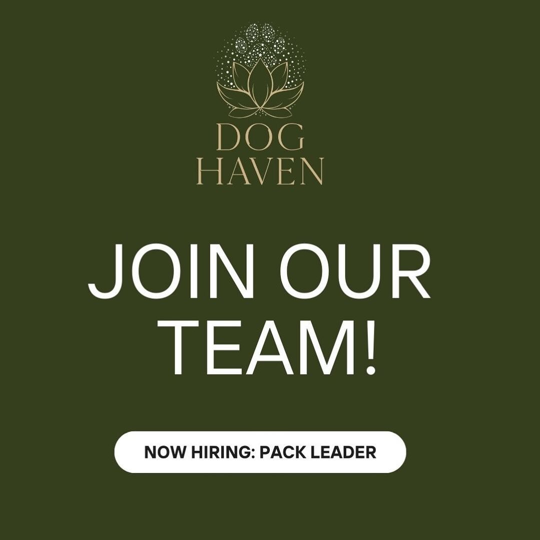 We are looking for one more experienced dog handler to join our amazing team as a pack leader. Email us on doghavenonraven@gmail.com if that sounds like you! 🐾