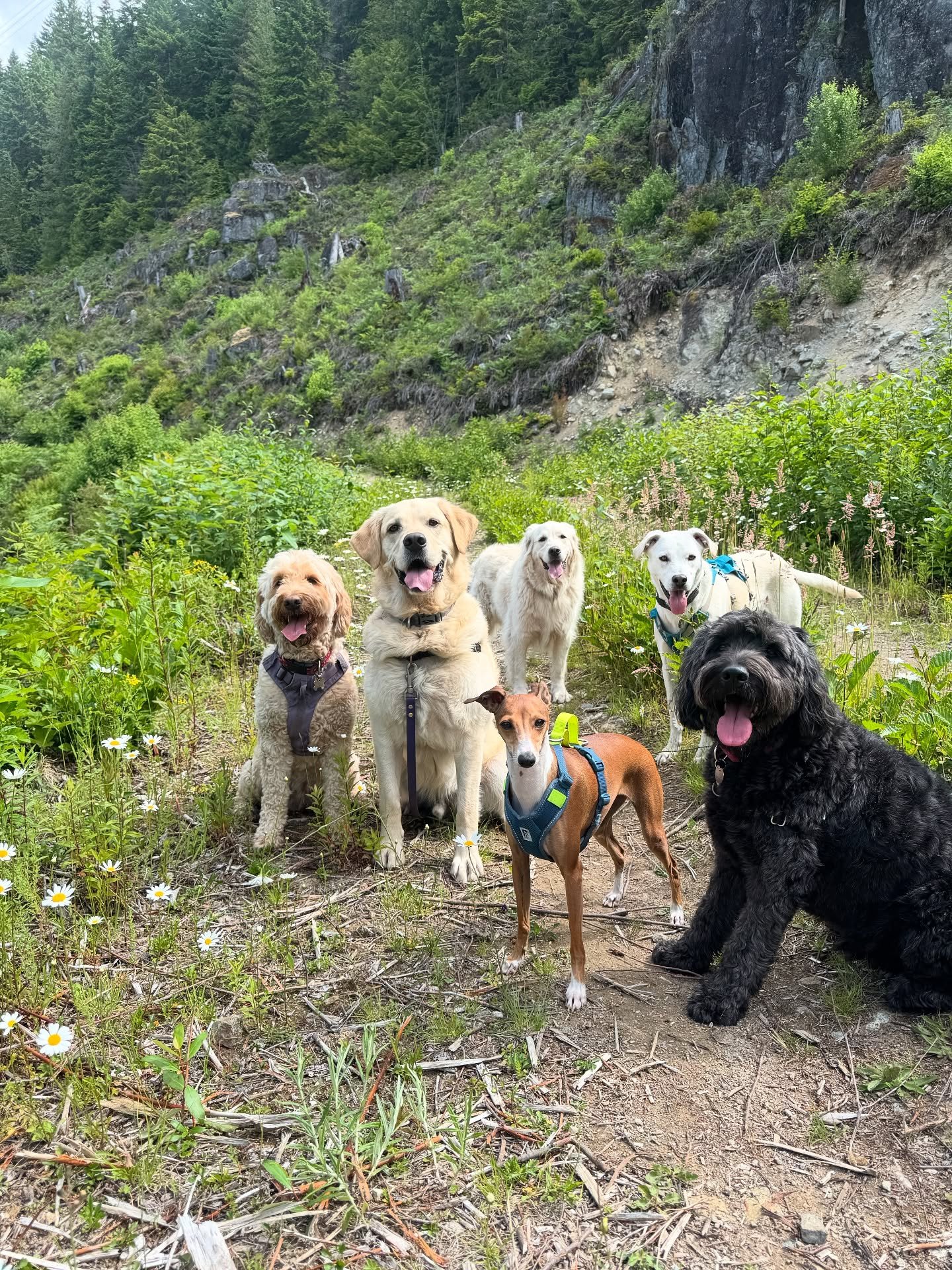A few of today&rsquo;s many cute visitors enjoying their social time 🐾🌸