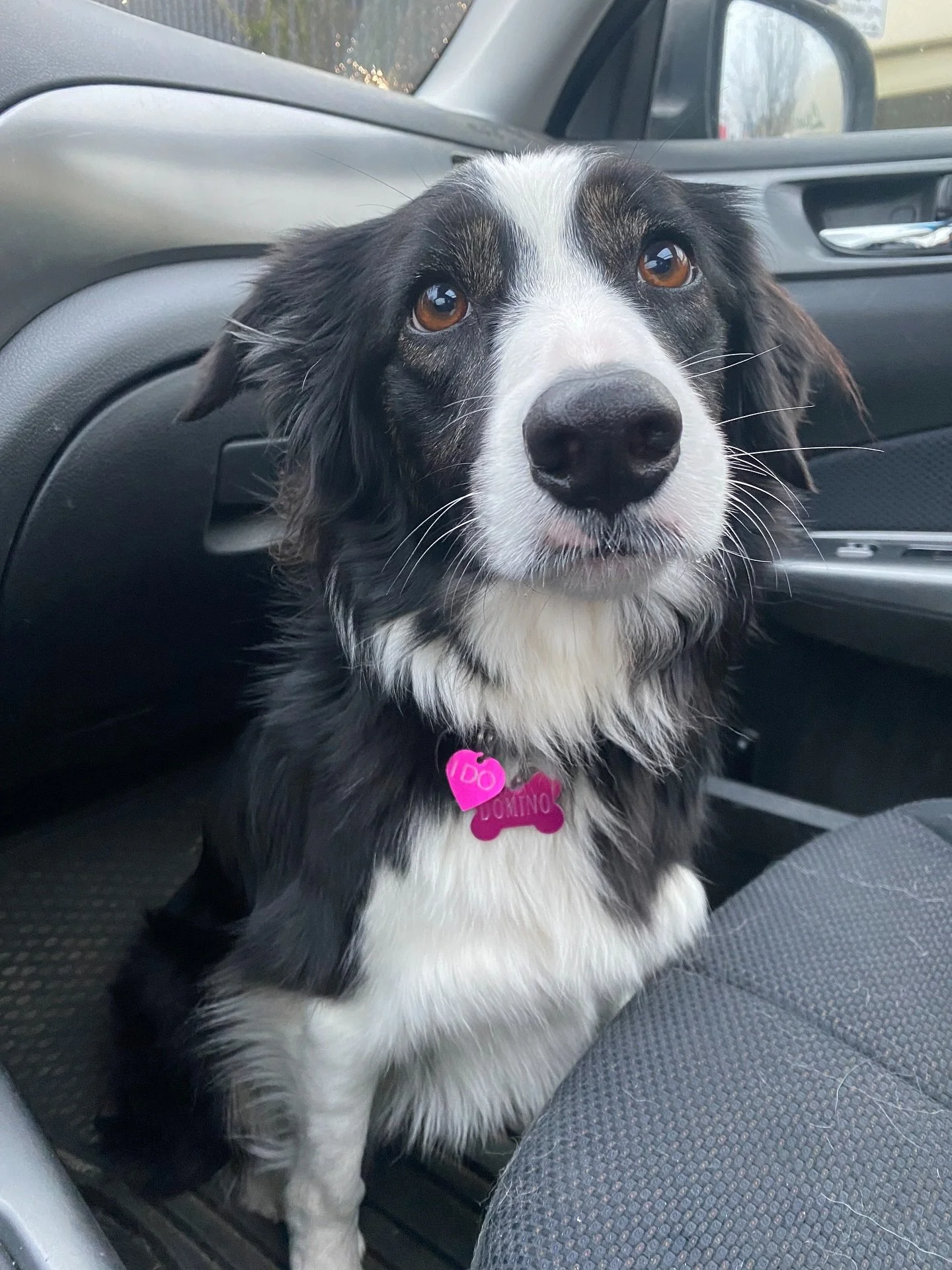 🏡 Domino is looking for a new home! She thrives at Doghaven and we would love to help find her the right home, even better if it&rsquo;s with one of our beloved clients, so we still get to see this special girl! If you think you can offer her the ri