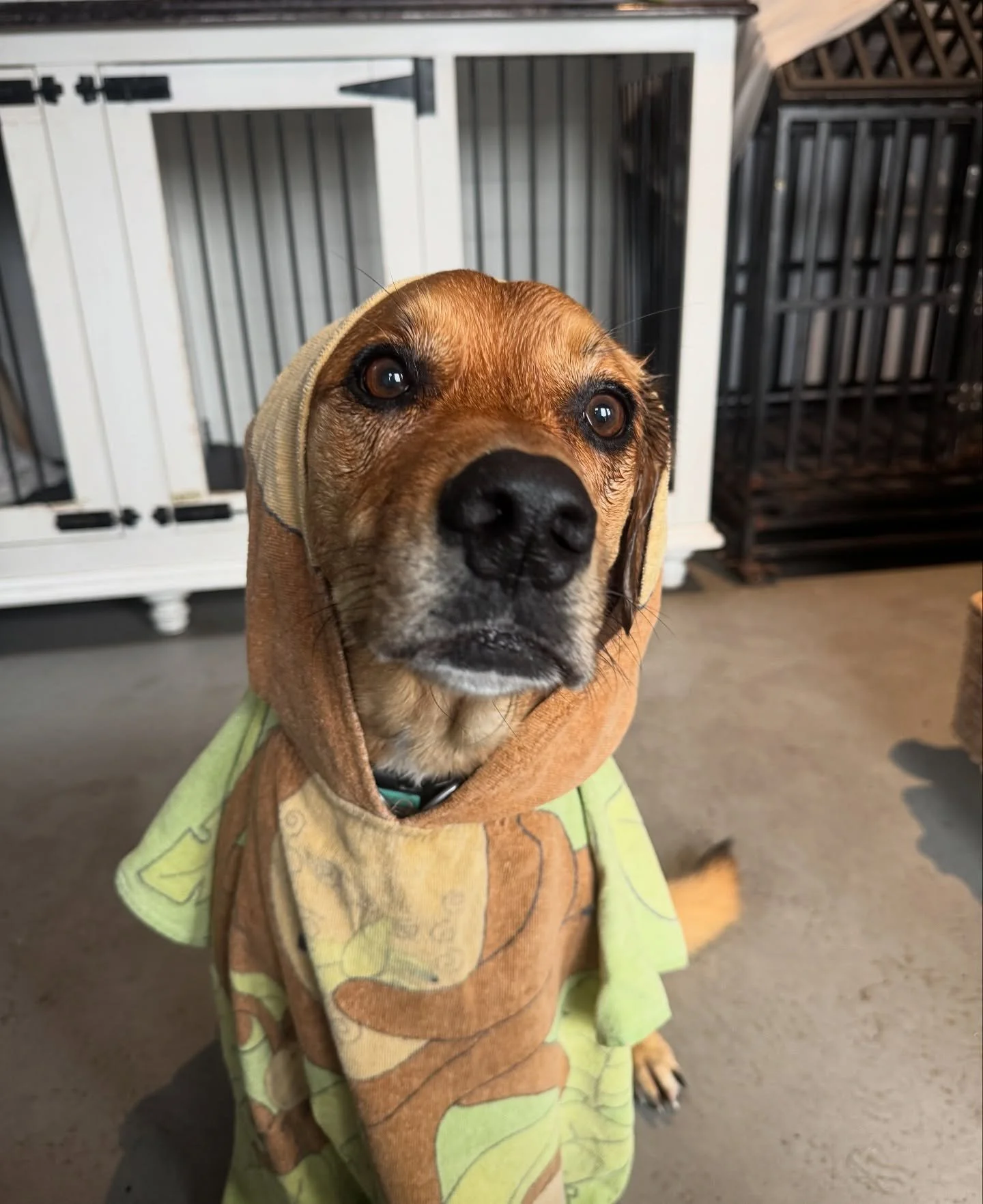Soggy doggy season has arrived! ☔🐾 Between puddle splashes and rainy adventures, our pups are going through towels and blankets faster than Dahlia can shake off after a wet walk. 
If you have any spares lying around, we&rsquo;d love if you could dro