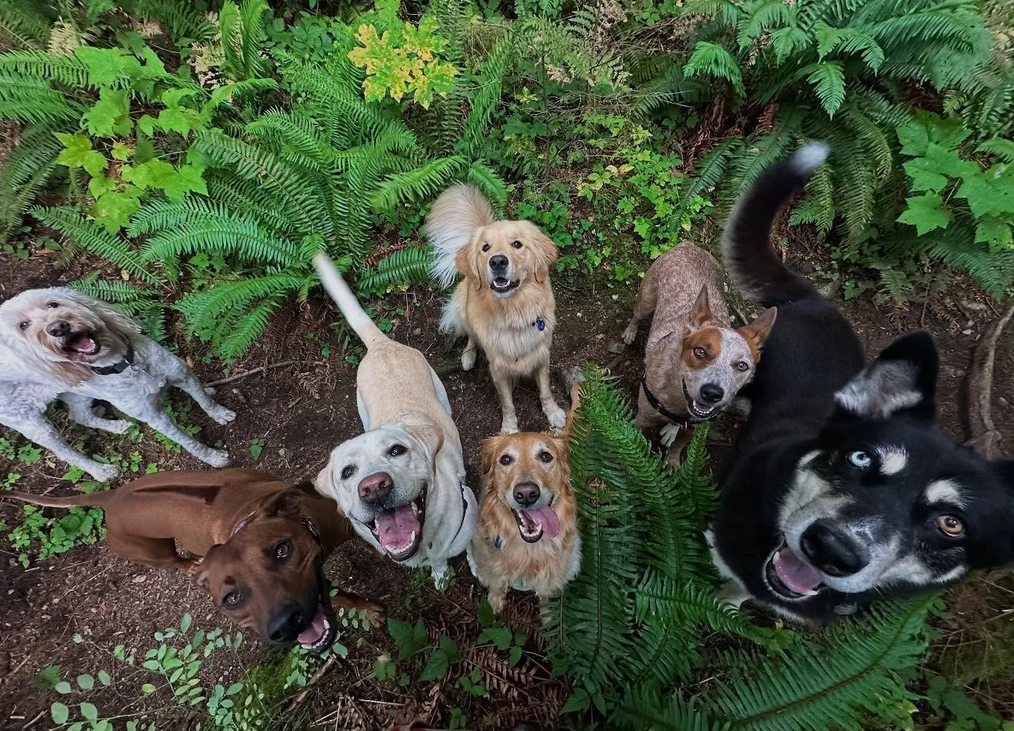 Good morning from our Tuesday morning hiking crew 🐾👋🏻🌲🌄