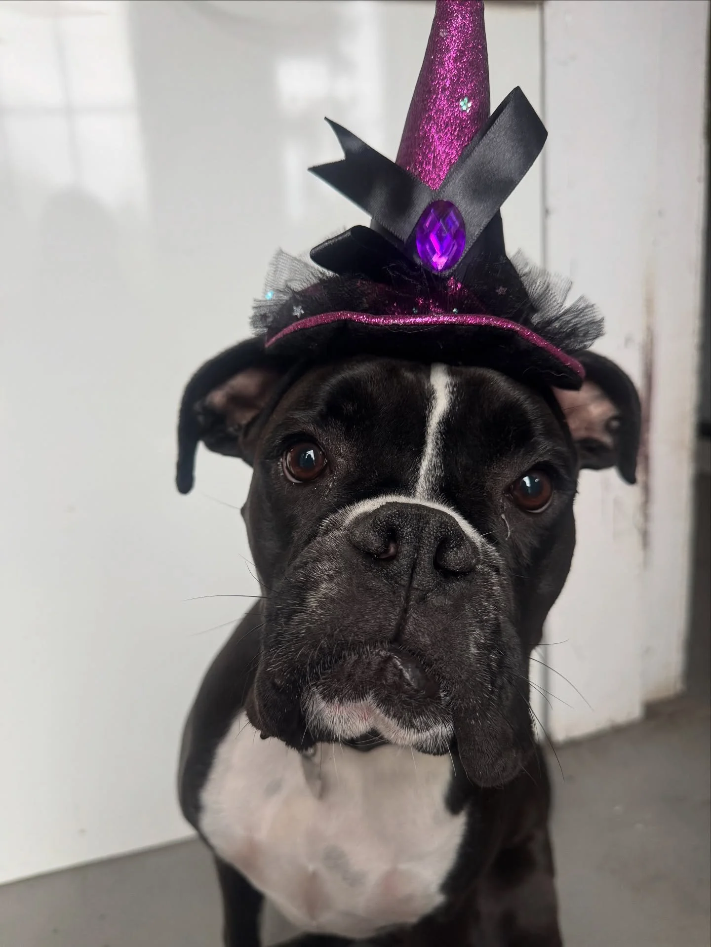 🧙&zwj;♀️ Poppy says her crystal ball sees&hellip; a full daycare week! 👀 Only one Friday spot left before the magic runs out.
Better grab your broom and fly into our booking system now to book next week before those vanish! 💫🐾