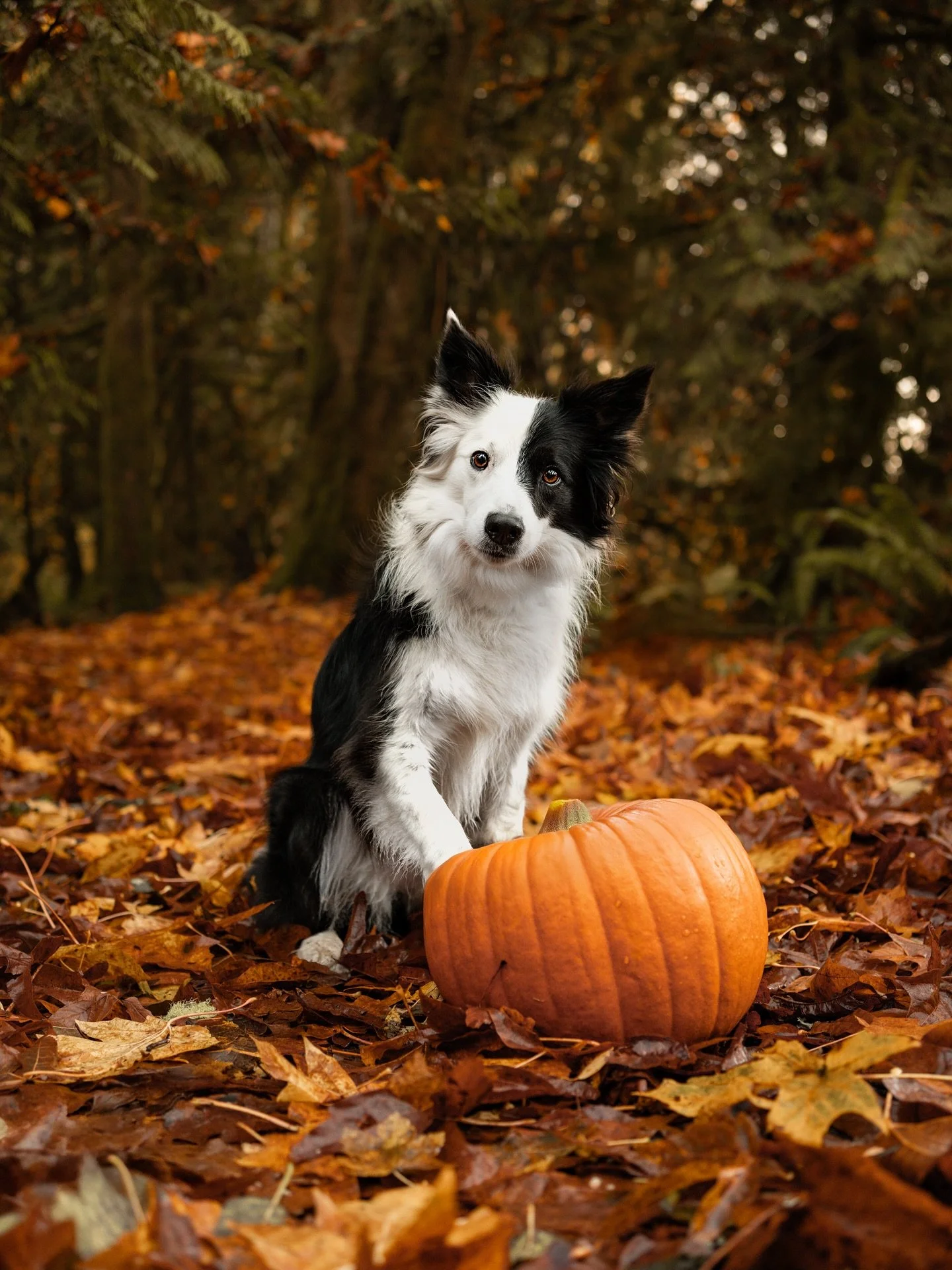 🎃 Don&rsquo;t forget to book your pup in for this Friday&rsquo;s Howl-o-ween fun at Doghaven! 👻🐾
Costumes encouraged &mdash; we can&rsquo;t wait to see your spooky, silly, and adorable pups all dressed up! 🐶✨