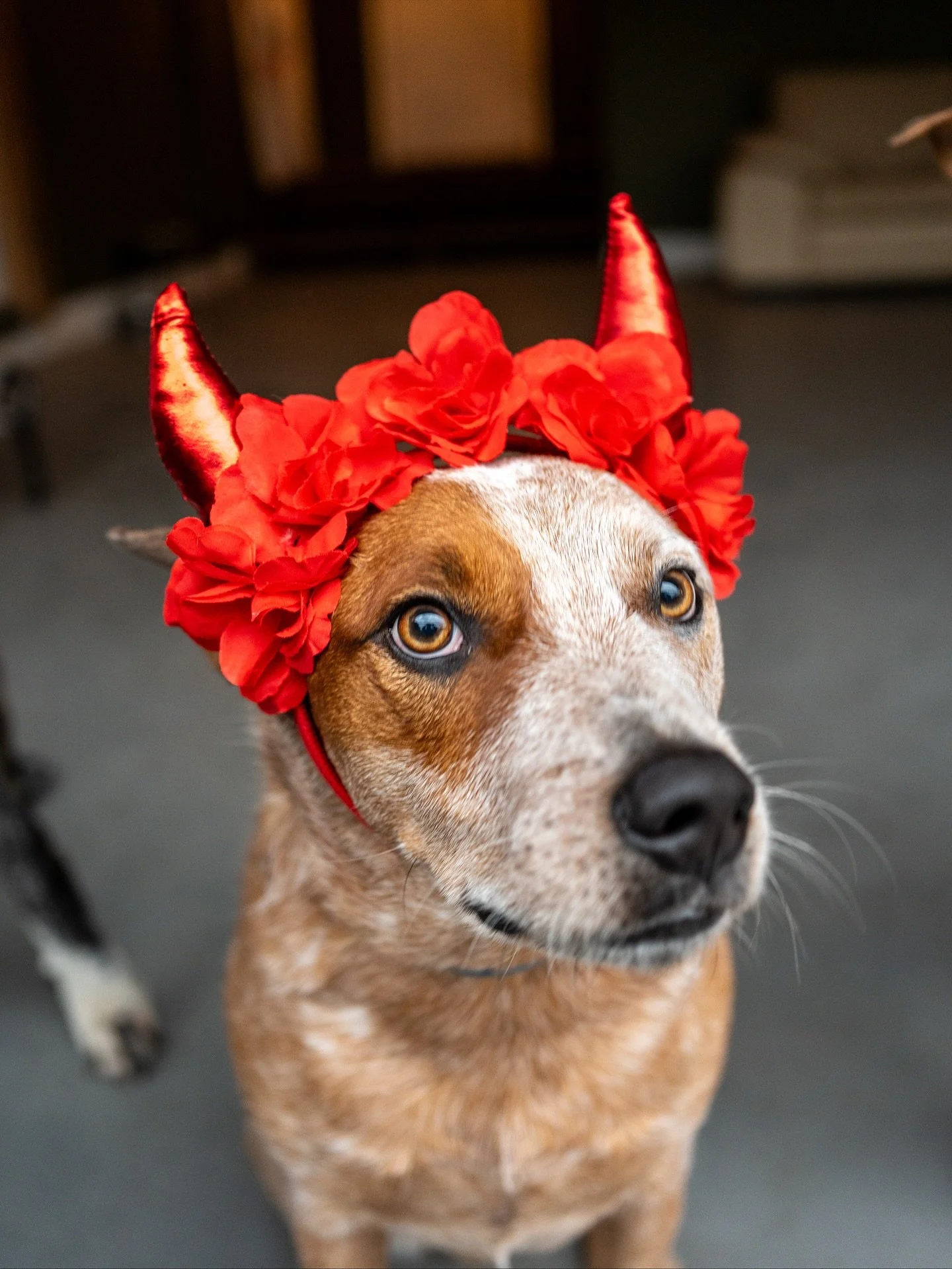 Happy Howl-oo-ween 🐺👻🎃💀😈