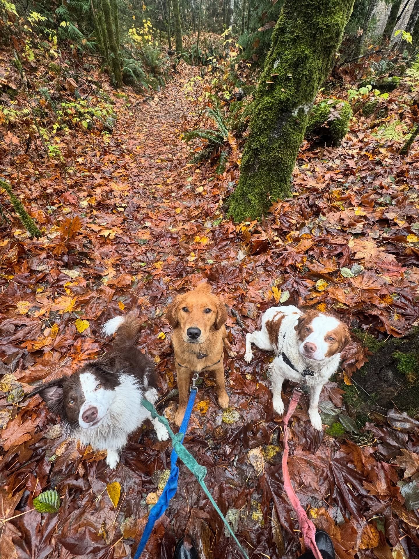 Here are a few of many pups who joined us for leash walks this week. We love our off-leash hikes, but we also offer the perfect paced exercise for pups who prefer (or need!) something different. Pack walks help strengthen relationships, practice calm