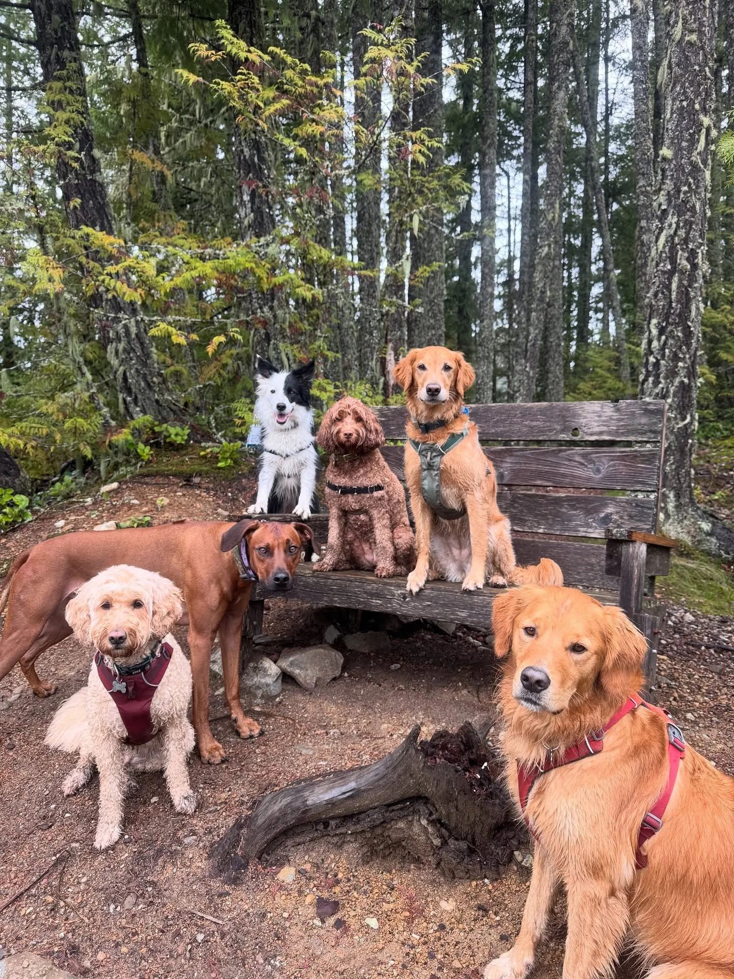 Ever wondered what it takes to be a Hiking Dog with Doghaven? 🐾⛰️

✔️ Excellent recall &amp; sticking with the pack
✔️ Neutral and calm around the public &mdash; we may meet other dogs, people, kids, or bikers
✔️ Reasonably low prey drive
✔️ Happy a