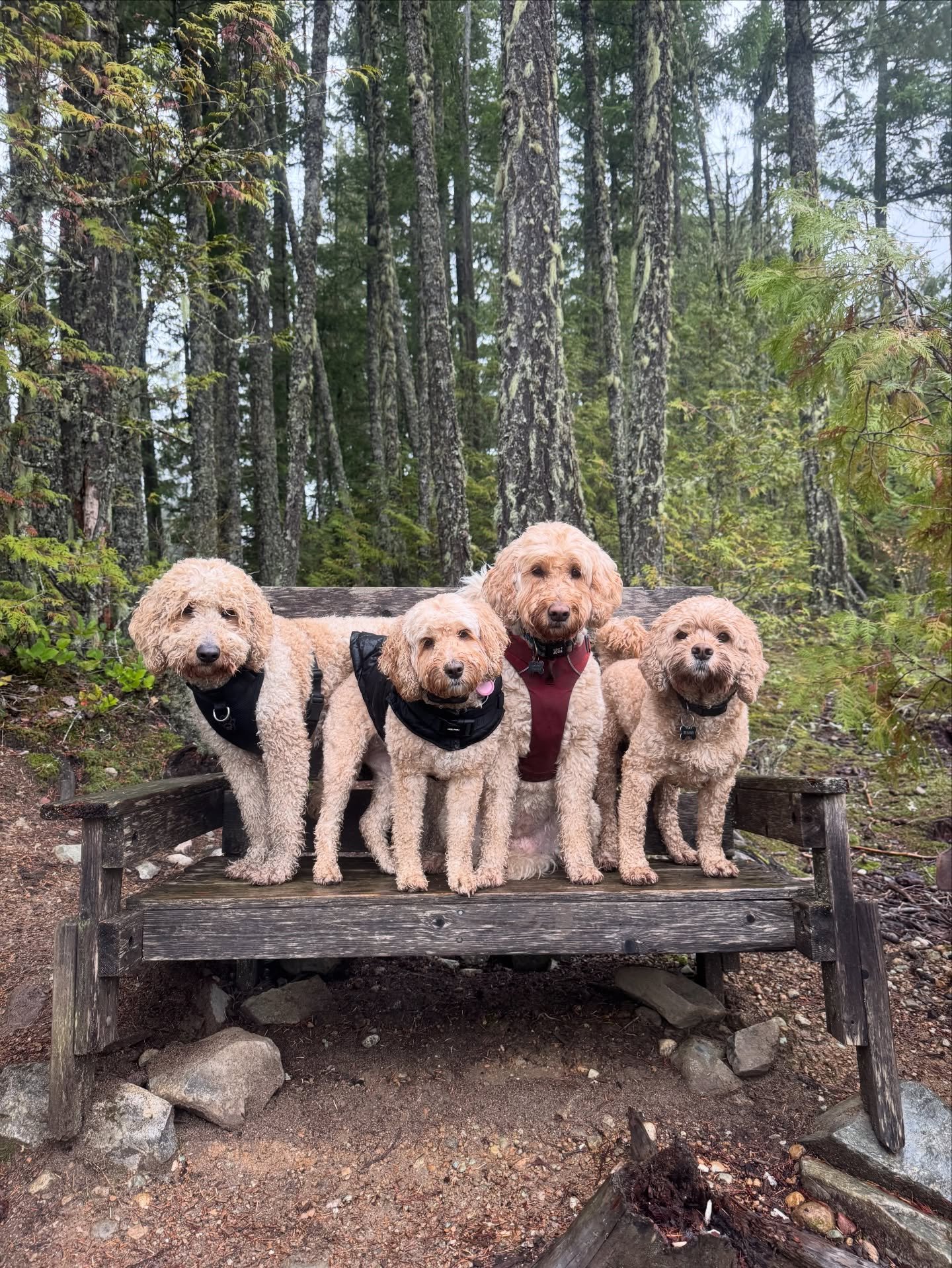 A little family photo for the doodle quadruples (because friends are family too 🐾)
