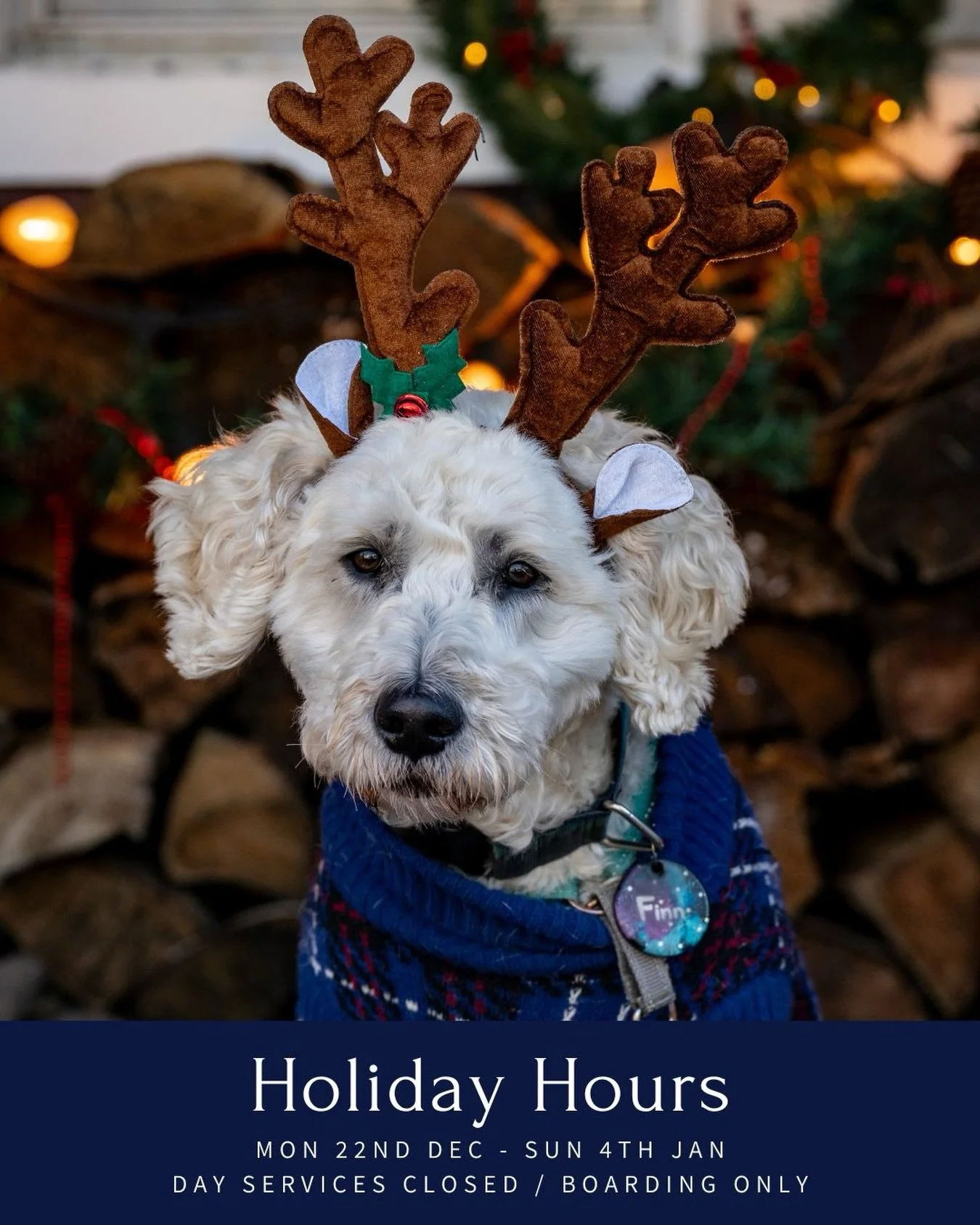 Holiday mode: ON 🎄🐾
All day services resume January 5th, boarding is fully booked, and we&rsquo;re celebrating with a house full of lucky holiday pups. Thank you for the love, cards, gifts, and support this year! The Doghaven team is wishing you an