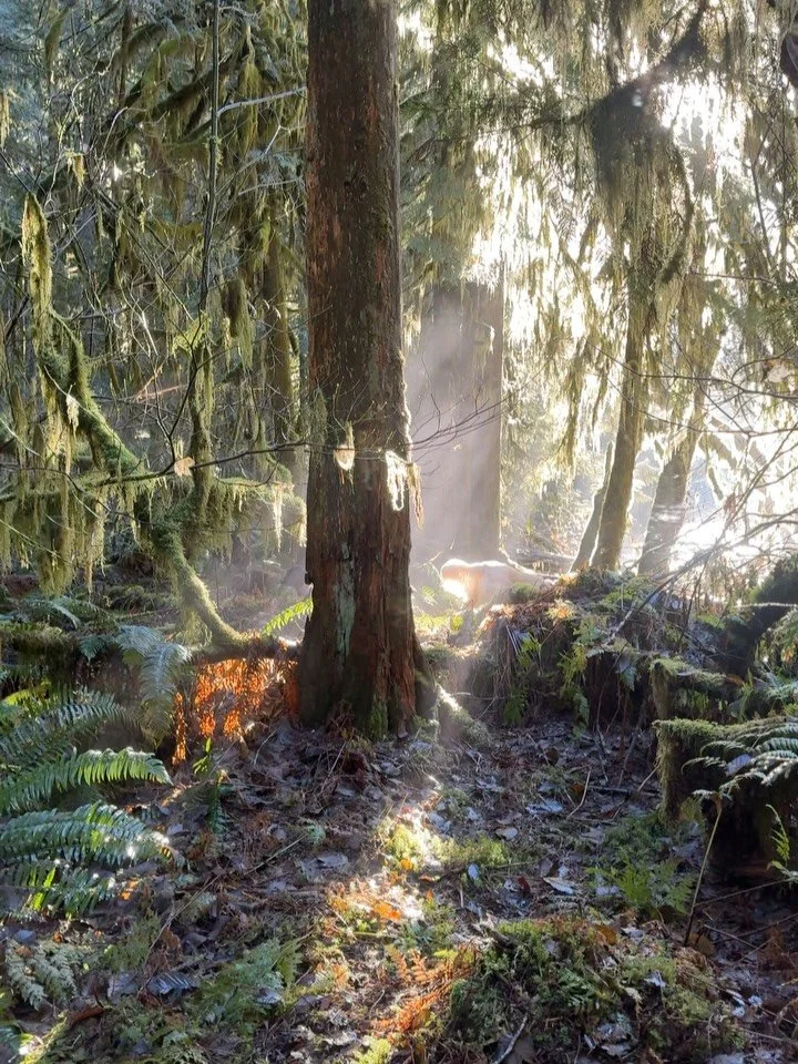 Finishing off another successful week of enriching the lives of dogs while soaking up the sun ✨☀️🌳🐾