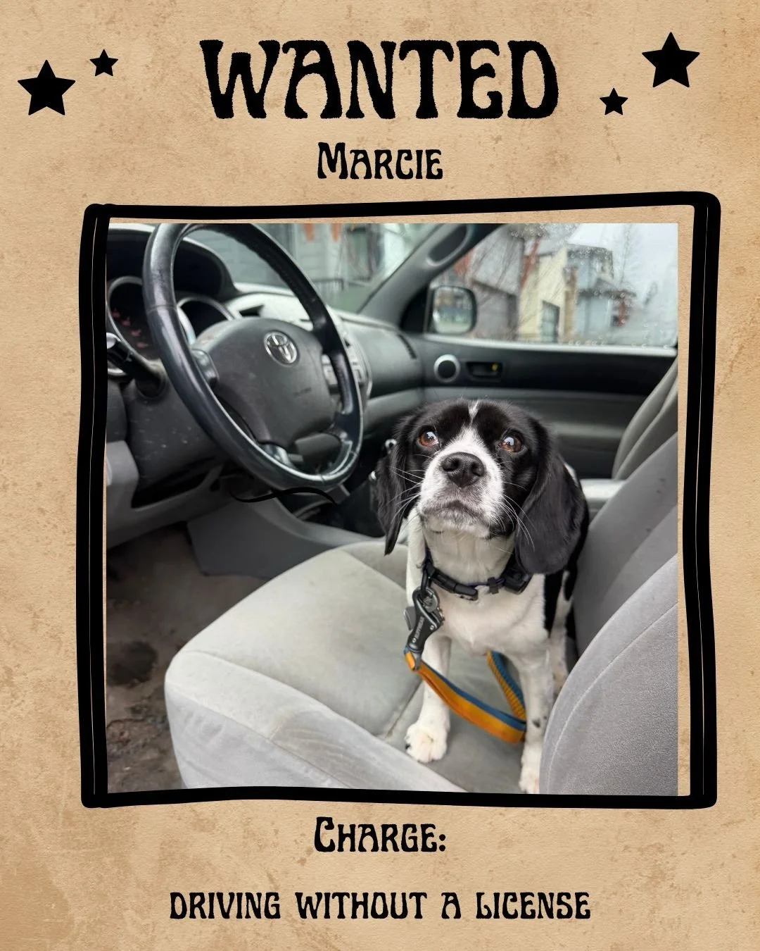🚨 Doghaven Crime Report 🚨
Suspects are considered extremely cute and highly snack-motivated.
If seen, protect your treat pouch and turn them in for immediate belly rubs and supervised playtime parole!🐕💥🚓
What crimes have your pups committed this