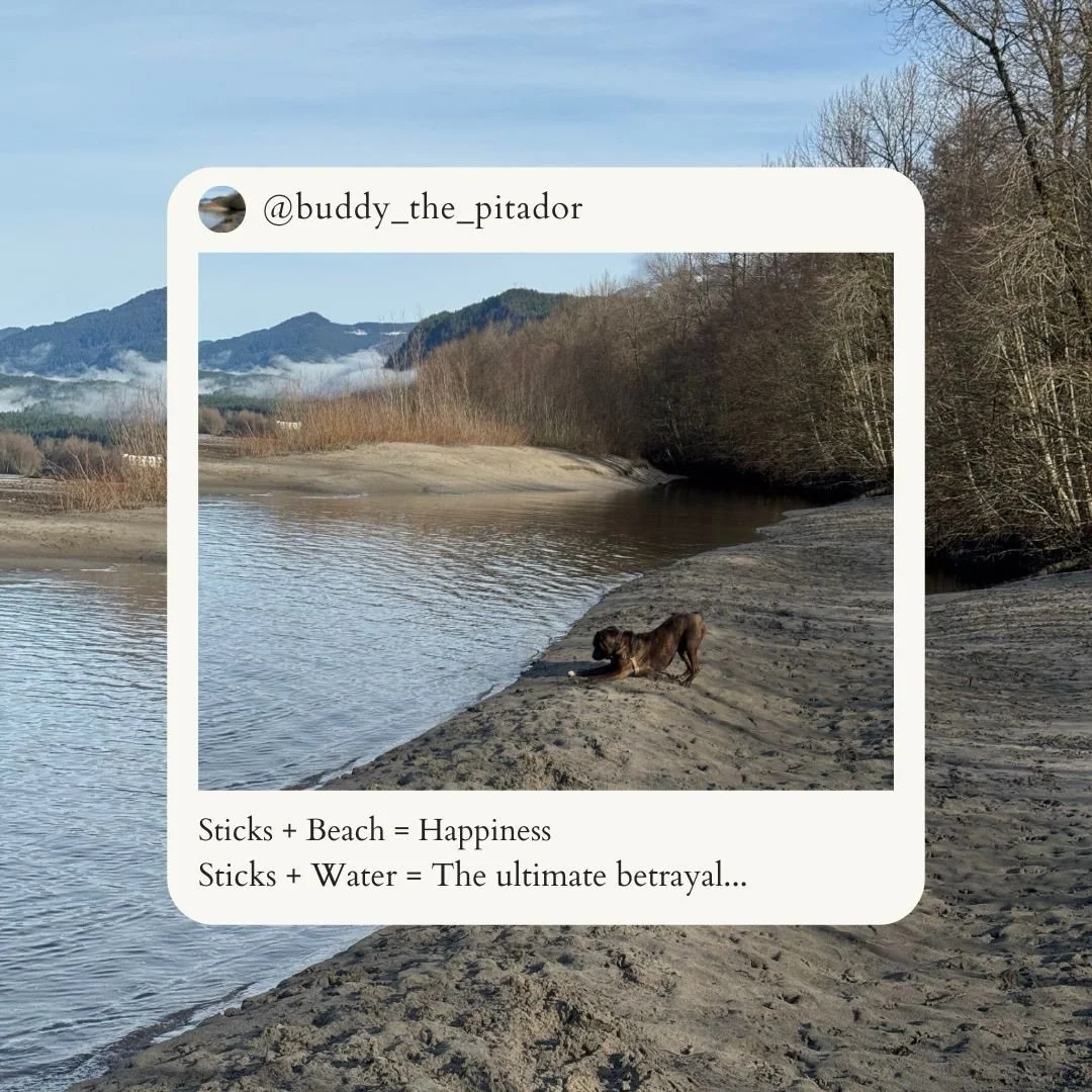 Today&rsquo;s lesson: Math 📊
Confidence: high!⚡️
Accuracy: questionable&hellip; ⁉️
Fun: guaranteed! 🐶