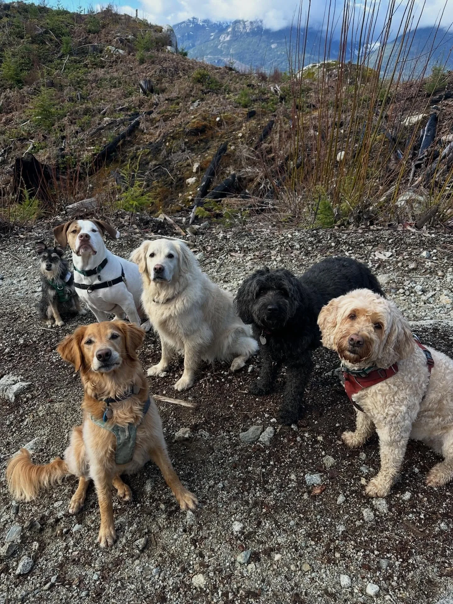 A lovely morning to be spent in the mountains with some even lovelier pups ⛰️ ☀️