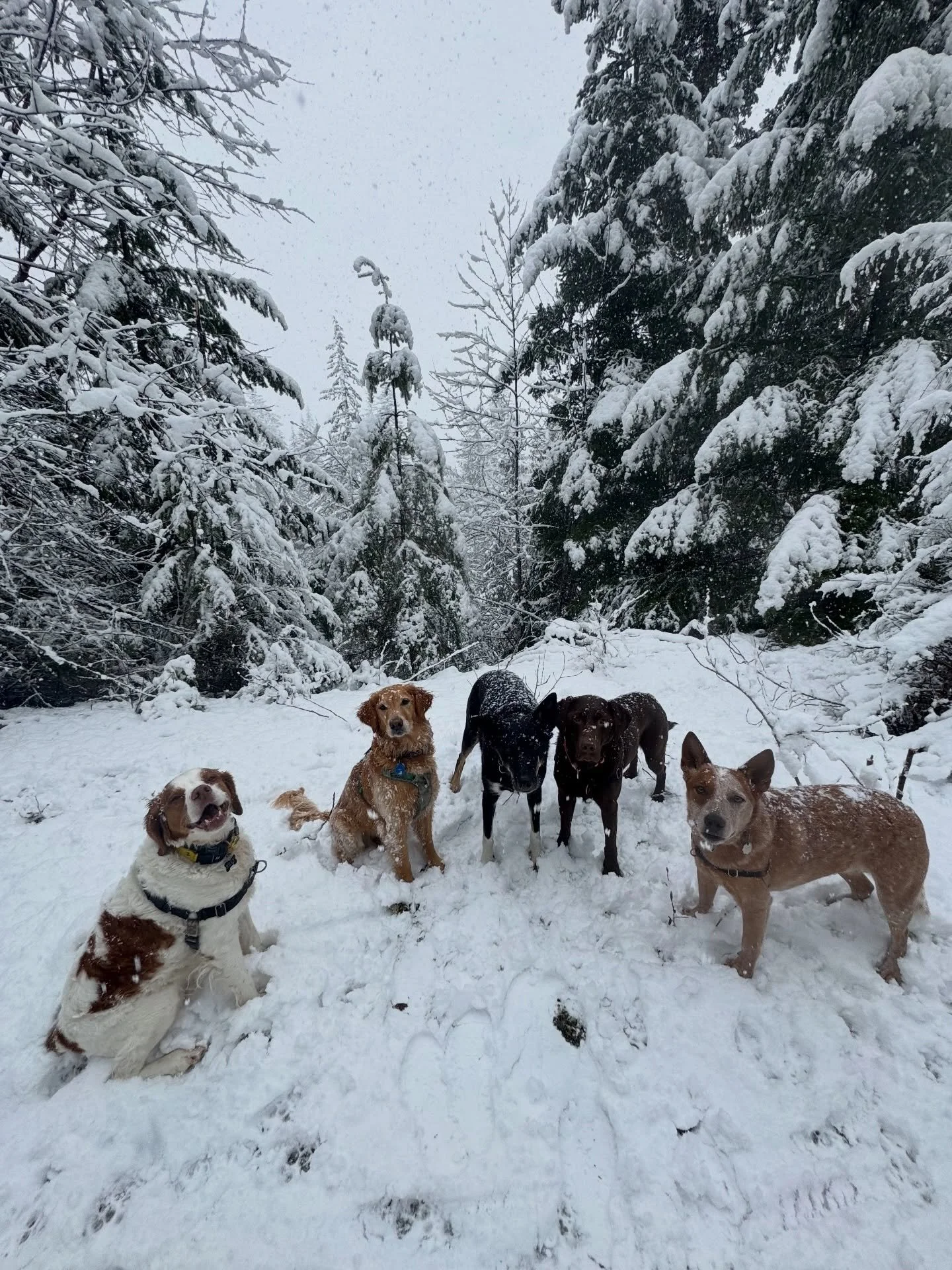 Not entirely sure &bdquo;spring break&ldquo; is the accurate term given the weather, but hey, we are happy to roll with (in) it! ❄️❄️