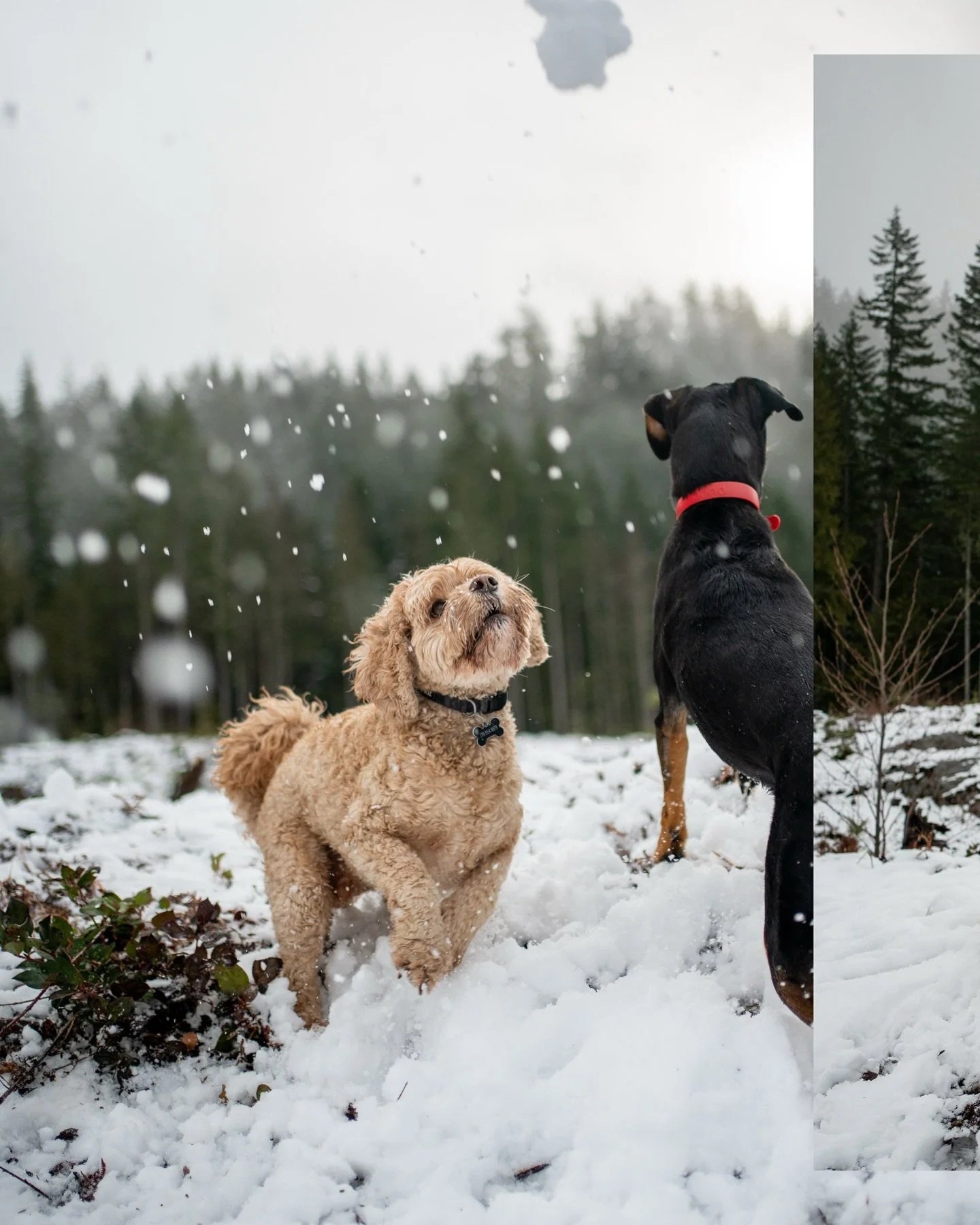 Wednesday Winter Wonderland ❄️🐾📸