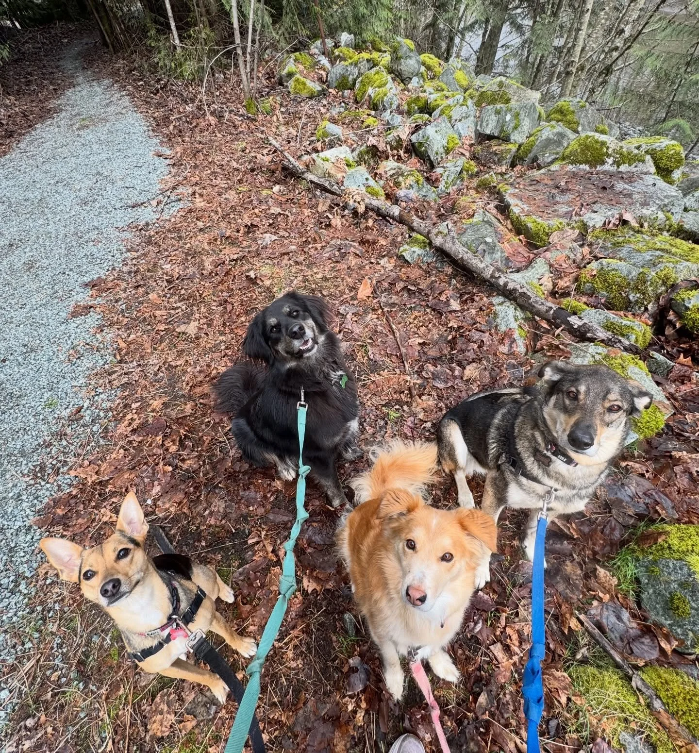 Our leadership leash walks are one of our favourite ways to spend time with the pack. 🐾
They give dogs the chance to connect with their handlers, practice good leash manners, explore new trails, and enjoy calm, guided social time. Perfect for dogs w