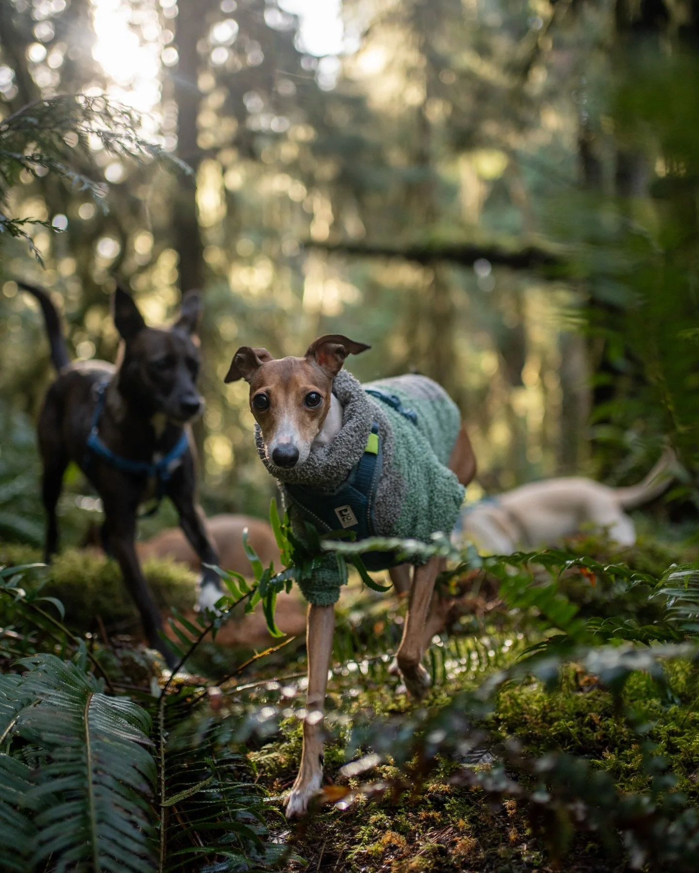 Wednesday smiles from the Doghaven squad 🐾