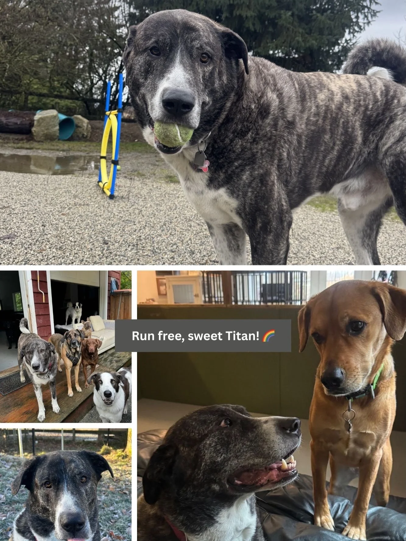 It is with heavy hearts that we share the news of our beloved Titan having crossed the rainbow bridge. Titan joined us as a tiny (well&hellip; relatively tiny) puppy, and for nearly 8 wonderful years we had the absolute privilege of watching him grow