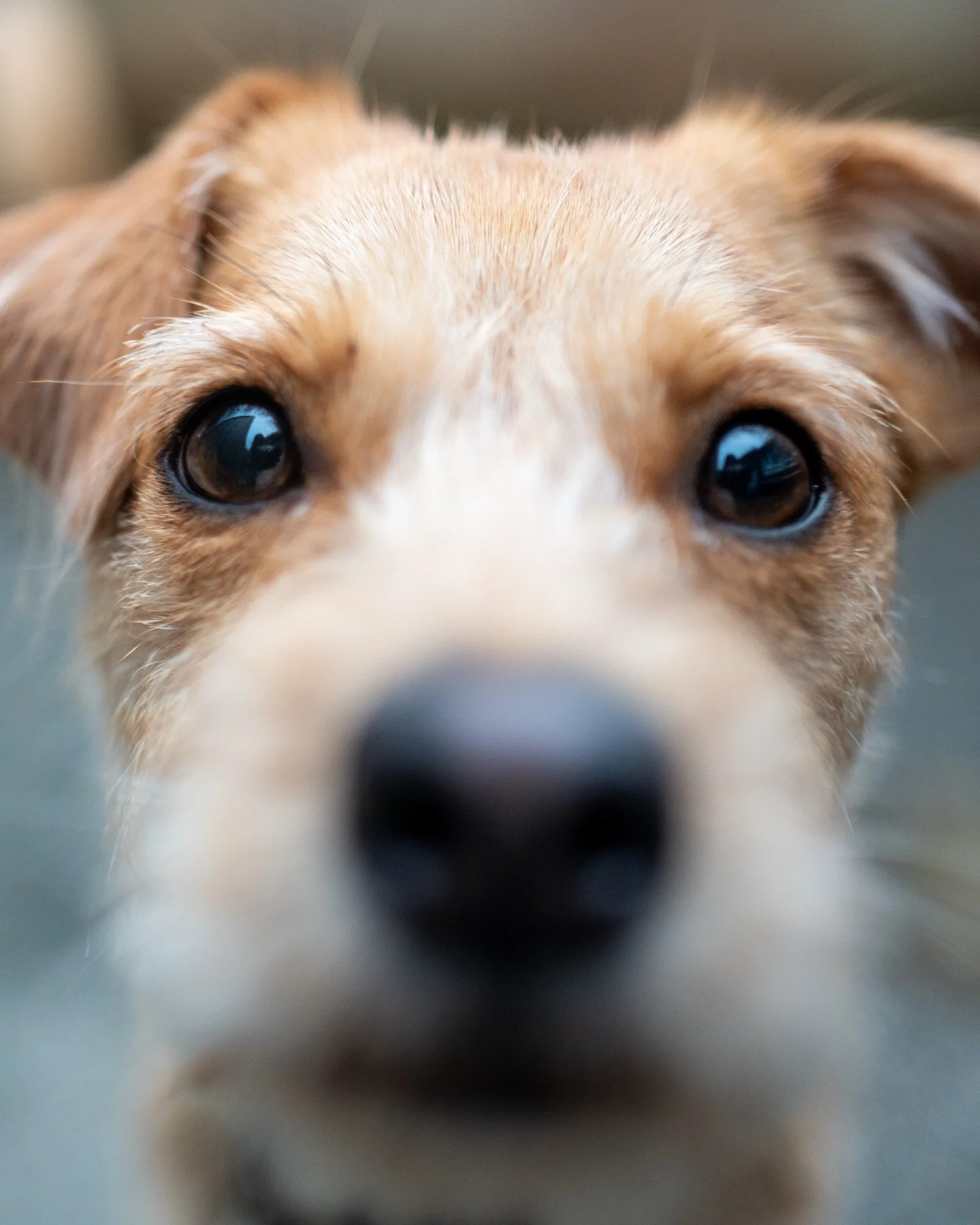Family Day next Monday = Doghaven will be closed!! 😕
The dog&rsquo;s reaction when told: sniffs of disbelief &amp; serious faces&hellip; except Roxy, who&rsquo;s simply stoked to see her friends again after her return from Mexico (welcome back!! 🇲?