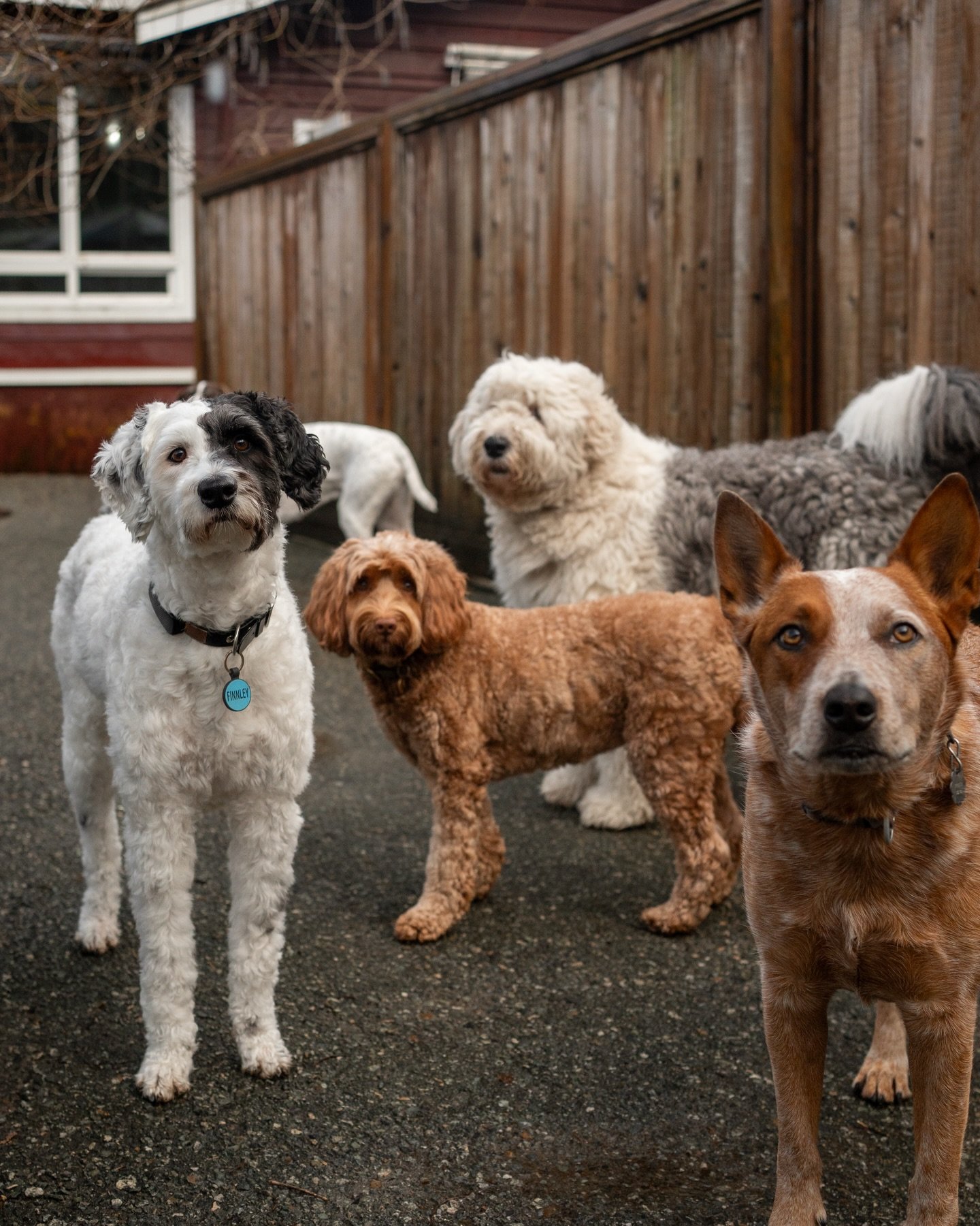 Some of Tuesday&rsquo;s cutie patooties 🐾