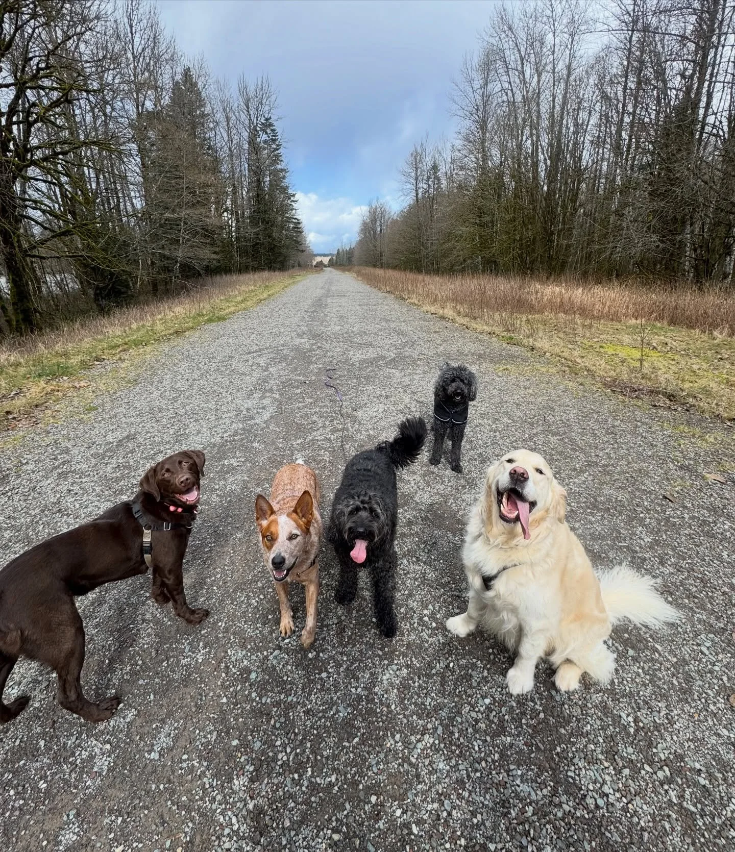 After a week of crazy rain, we are finishing on a high with a little bit of sunshine and many doggo smiles ☀️☔️