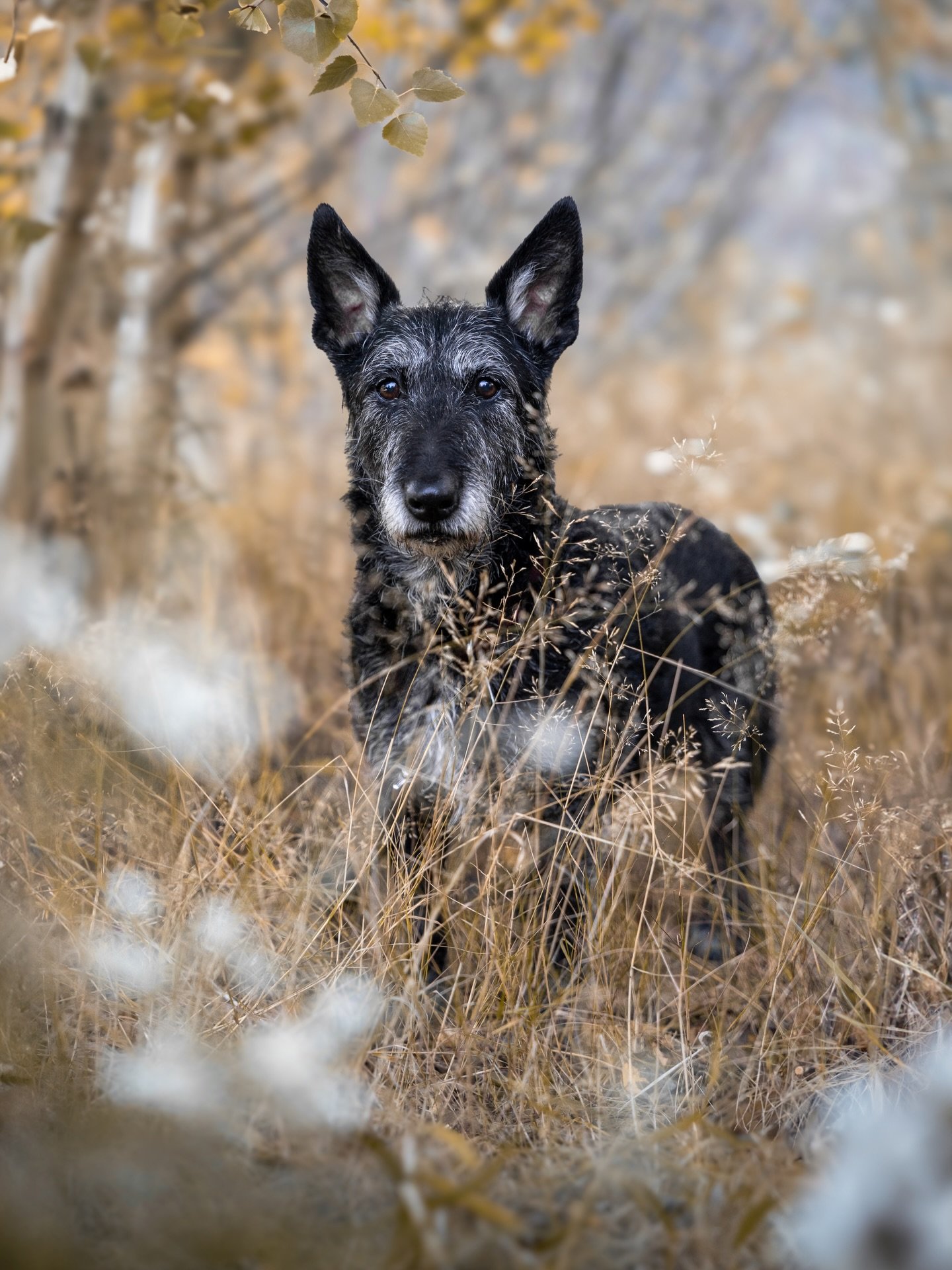 When it rains, it truly pours. 💔
Just one day after saying goodbye to Titan, we received the heartbreaking news that our beloved Stormy has crossed the rainbow bridge.

Stormy will not be alone at those gates. We picture her being welcomed by her bi
