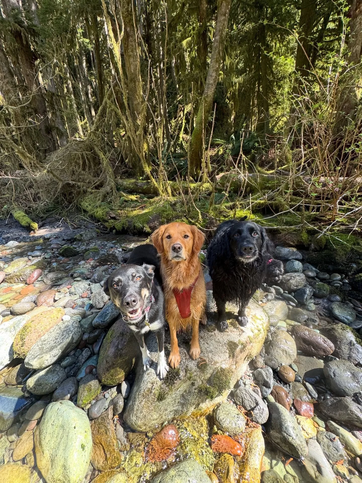 Nothing like friends, nature and sunshine on the forecast ☀️