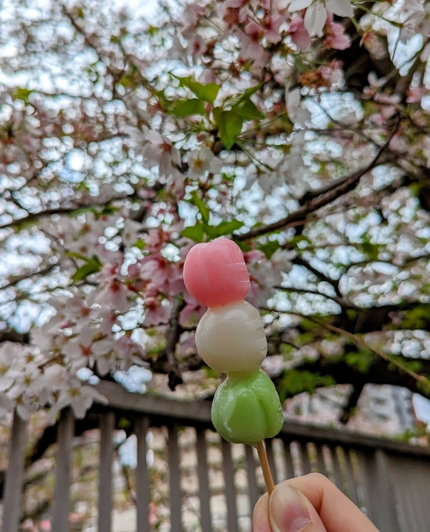 Hanami season is upon us in Japan (and almost here in the US, too!) 🌸⁠
⁠
It's the time of year to enjoy the warmer weather, beautiful blooms, and connect with your friends and JET alumni!⁠
⁠
We'd love to see your hanami photos this season, so make s