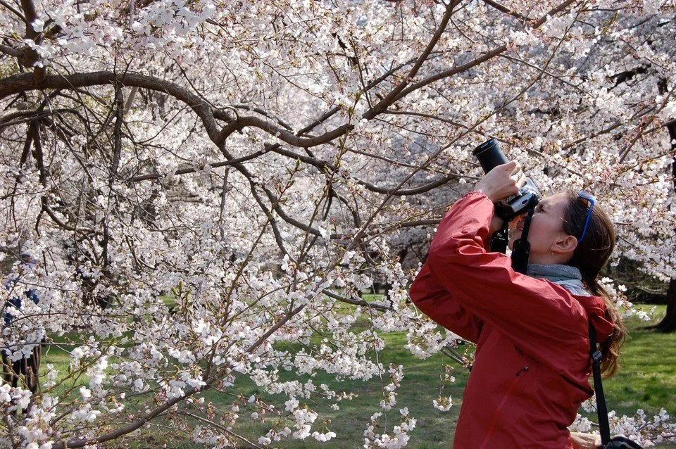 From the JET archives: USJETAA staff with cherry blossoms 🌸⁠
⁠
Spanning over two decades from 2006 to 2023, scroll back in time and enjoy cherry blossom views from our staff's time in Japan!⁠
⁠
Can you guess where each of our staff is? Bonus points 