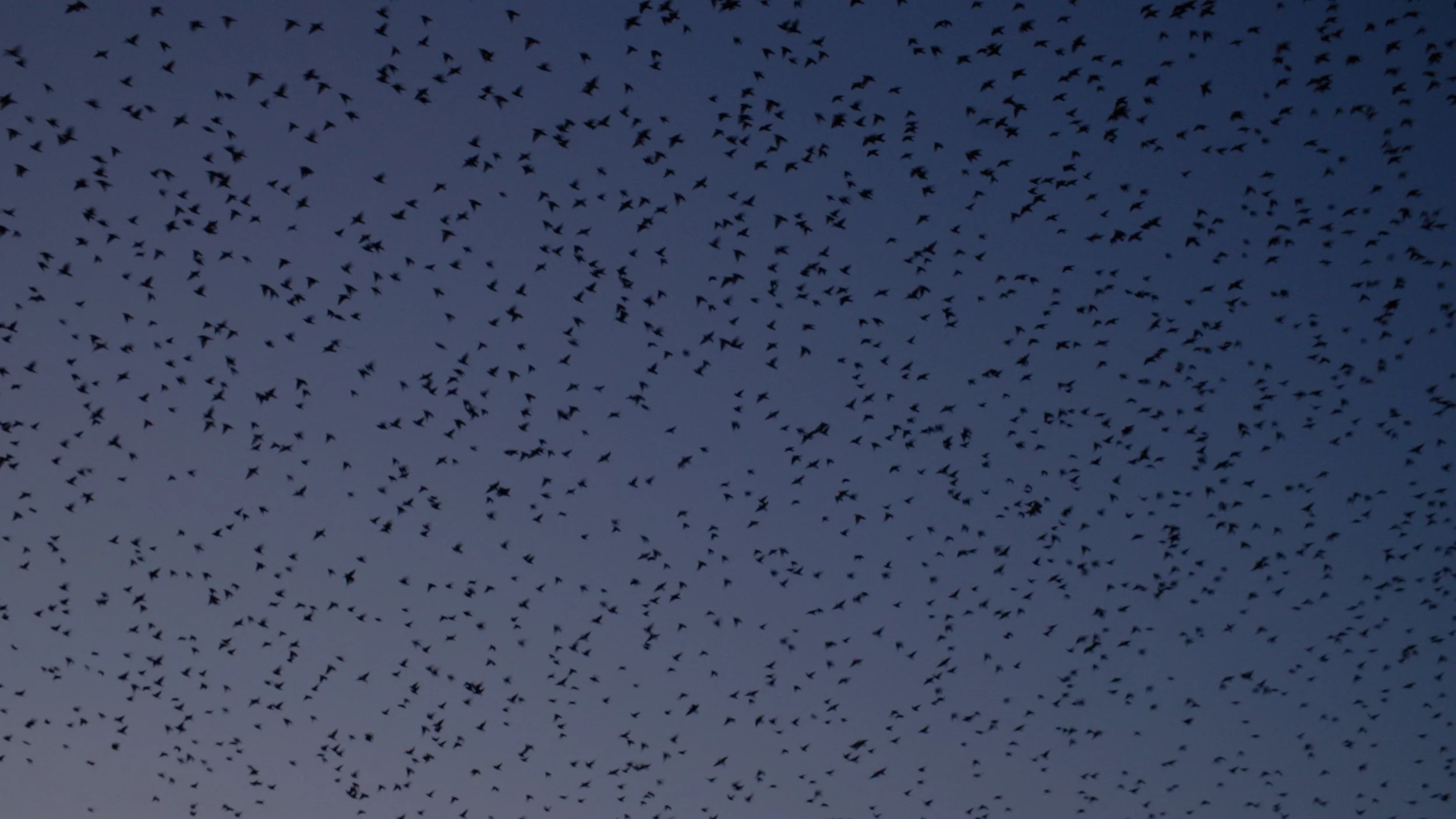 Murmuration.jpg