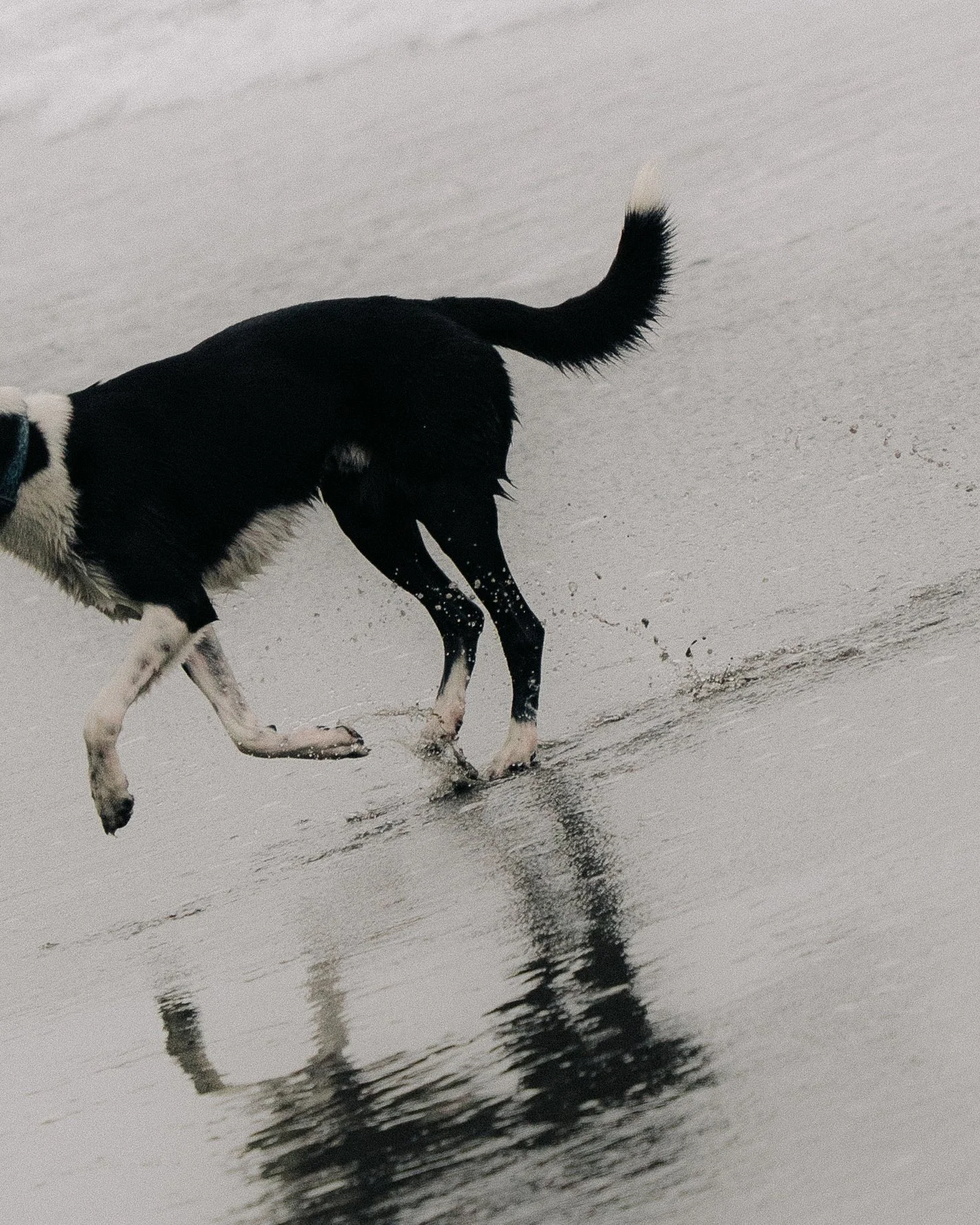 trinidad state beach-9.JPG