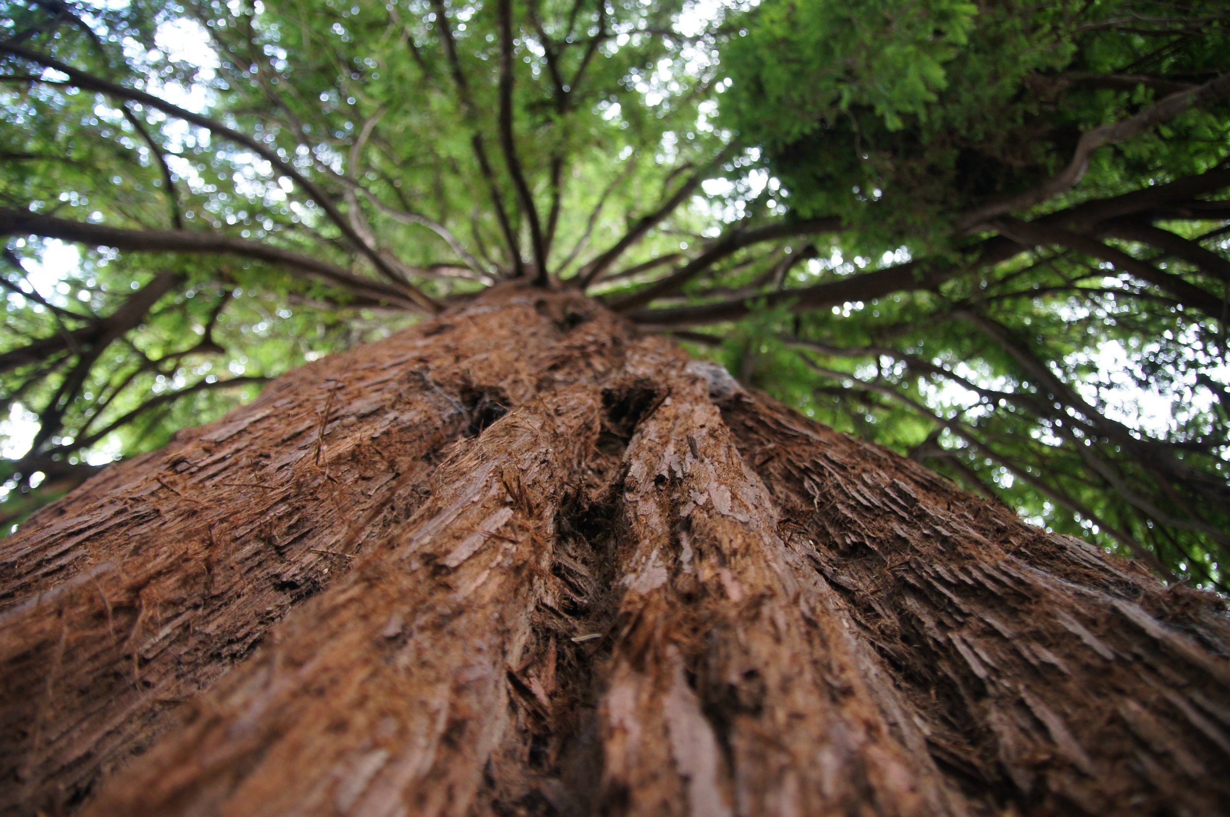 Close-up photo of a California redwood bark, looking up towards its branches