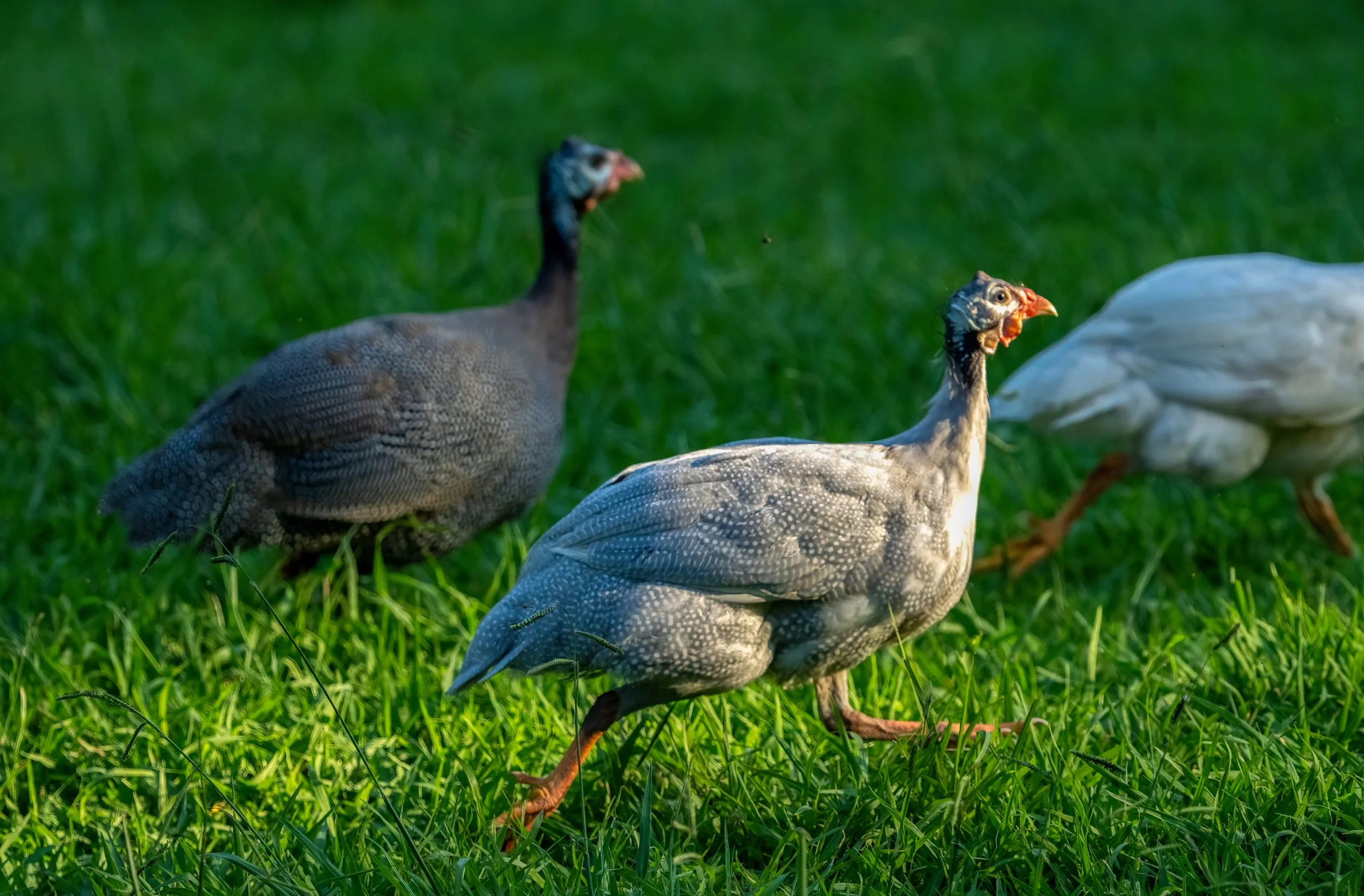 BLW05214-Edit.jpg