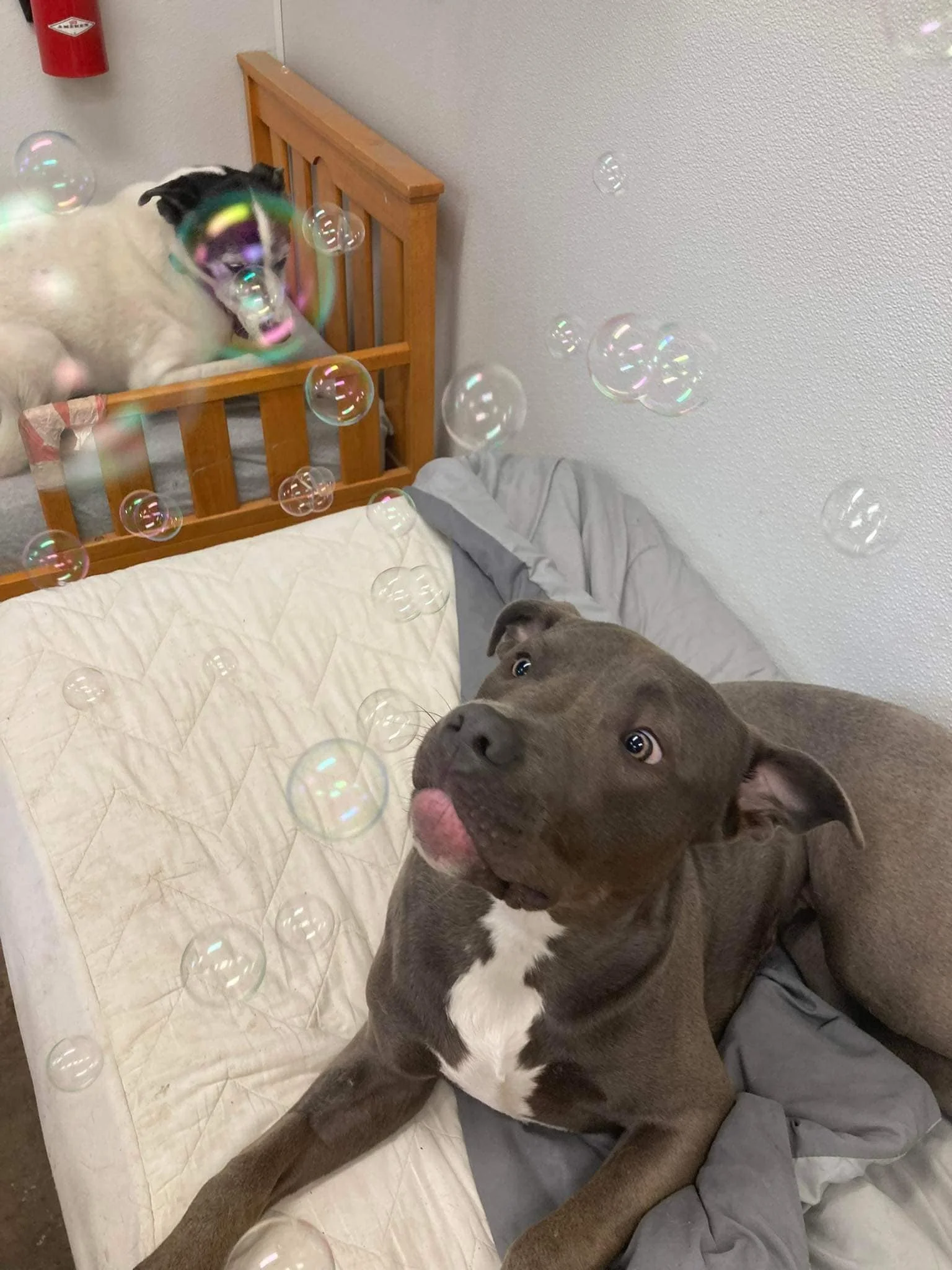 bubbles.jpg