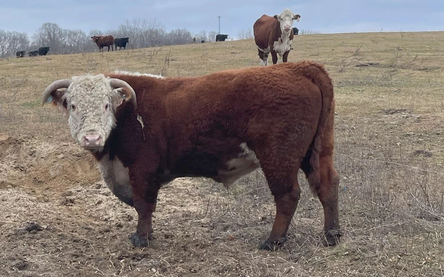 BEEF