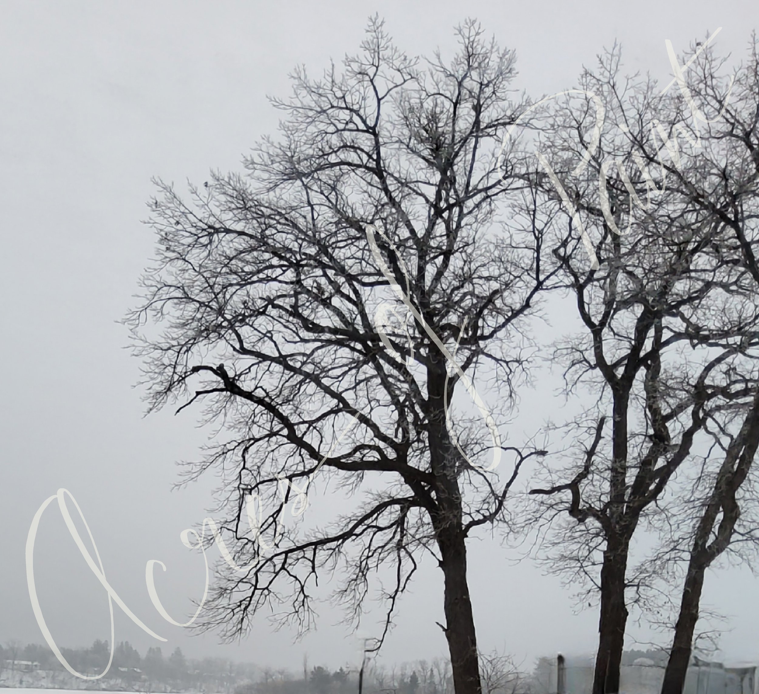 Foggy Tree